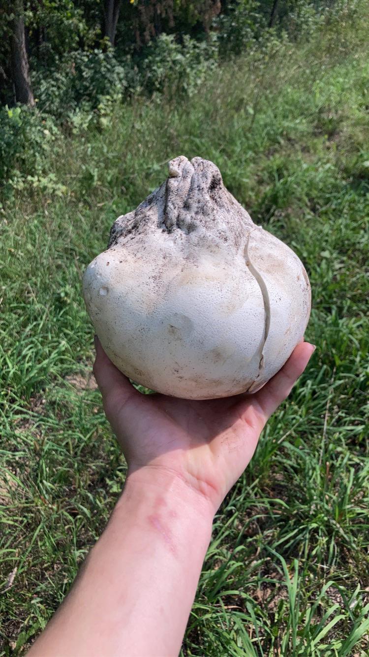 Central Minnesota r/mushroom_hunting