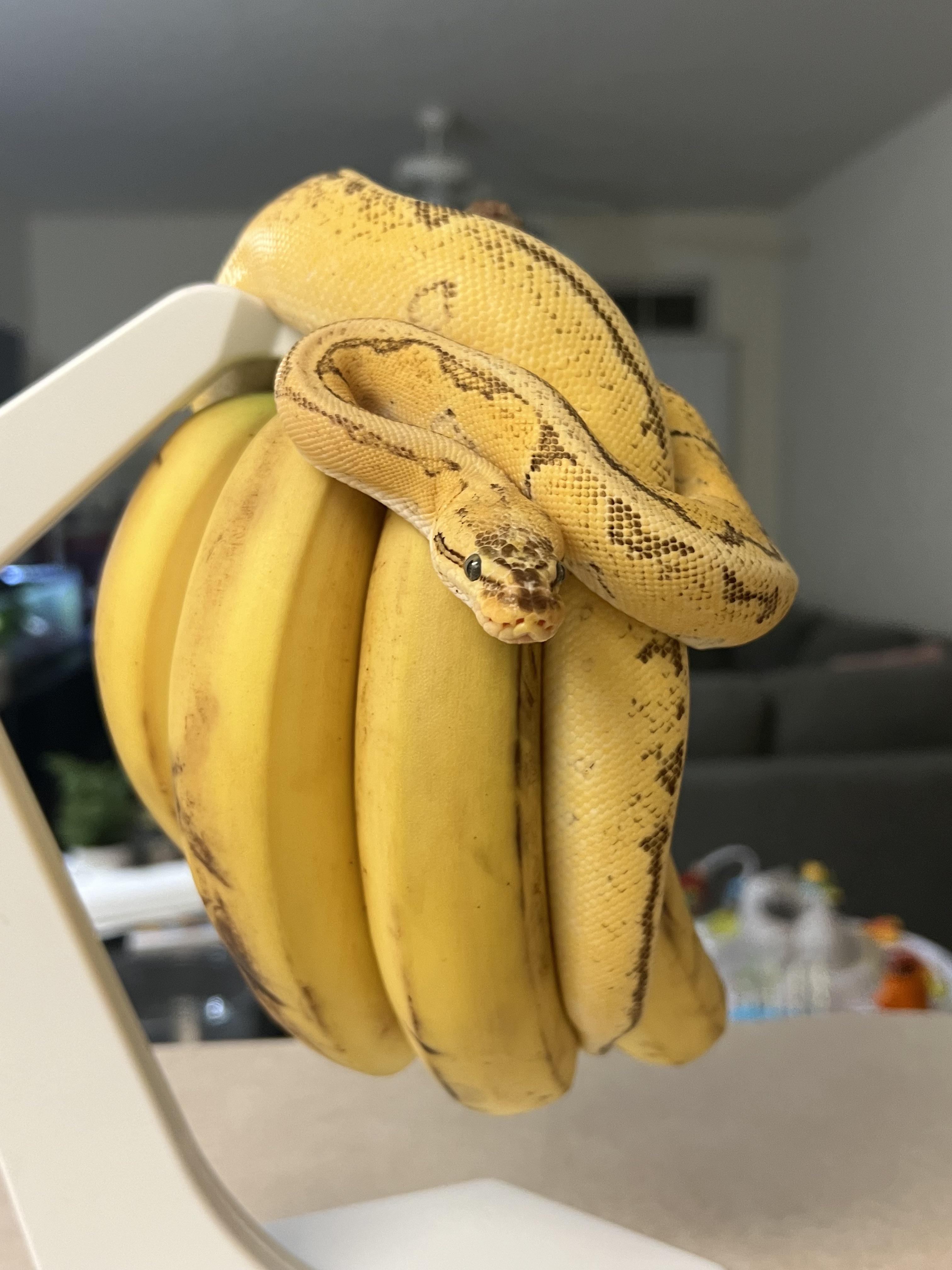 Banana Imposter r/snakes