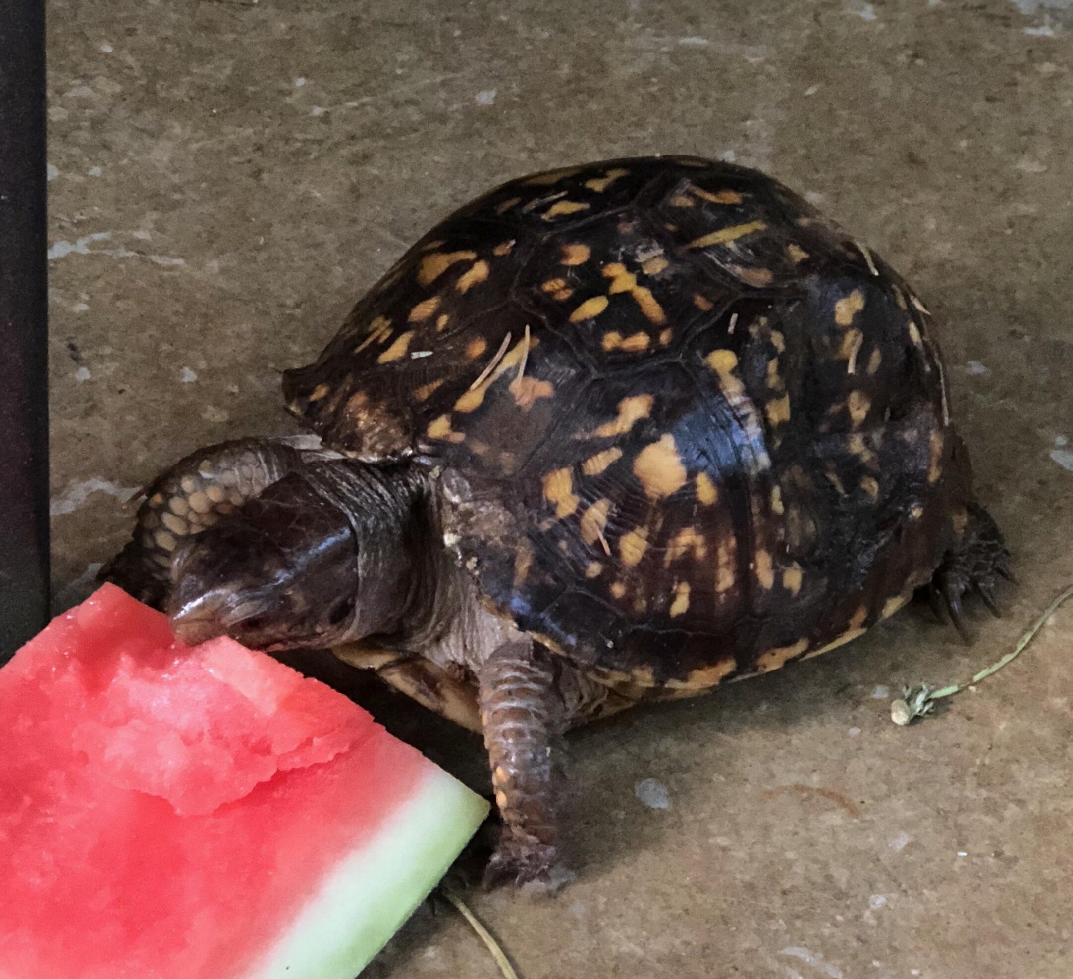 This box turtle has come back for the last nine years to get watermelon