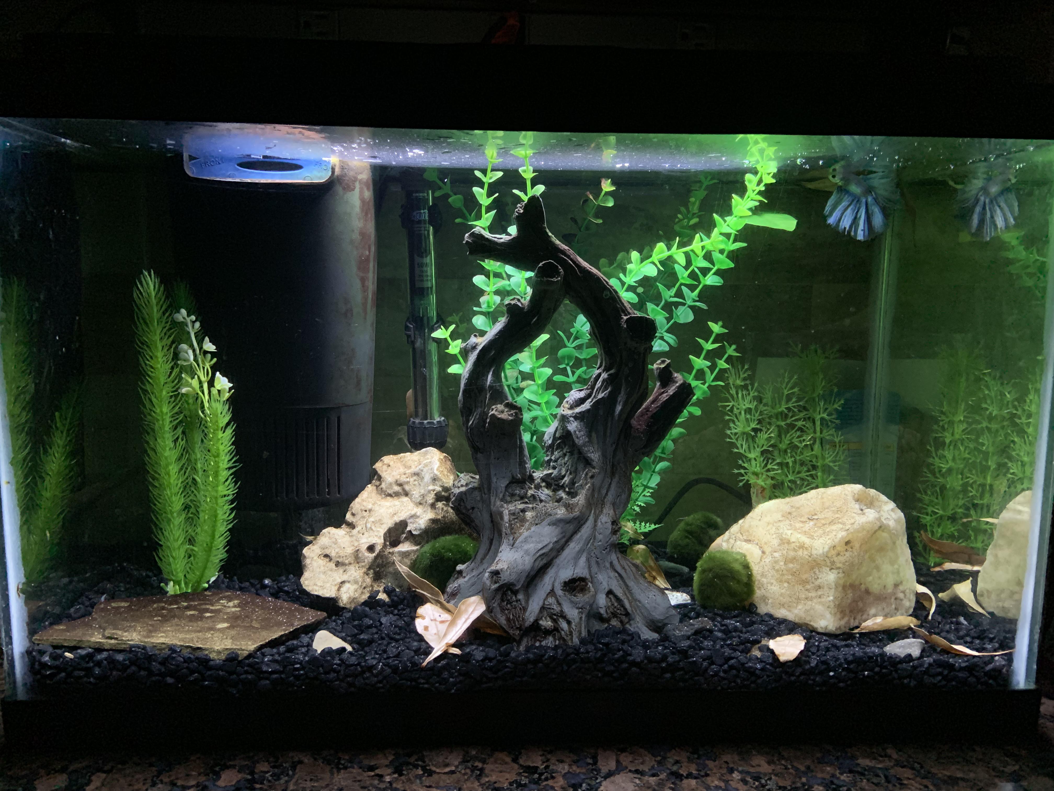 Finished my first 10g betta tank! Planning on adding tank mates and