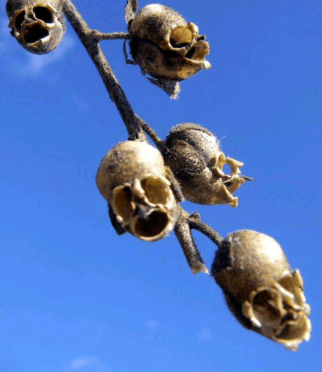 Dried snapdragon seed pods. 💀🌿 r/skulls
