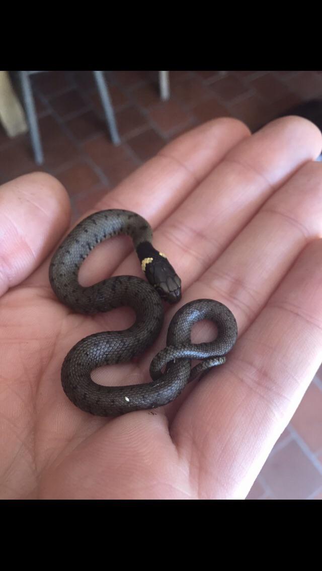Grass snake, found in my kitchen and released back to the long grass
