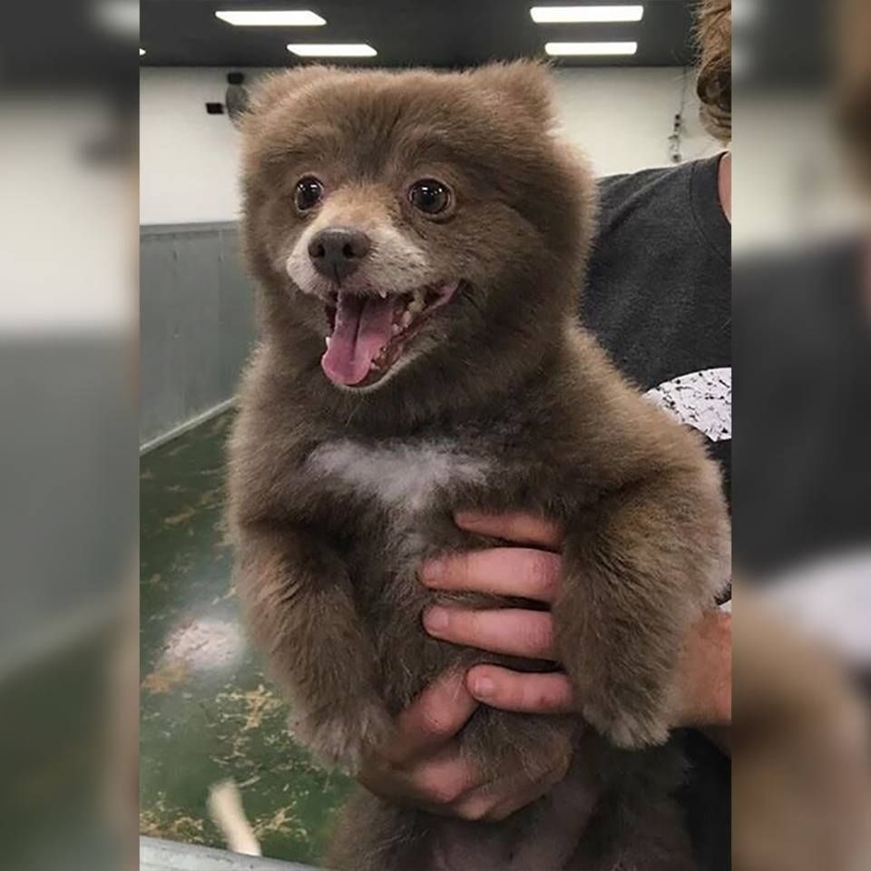 This bear was accidentally brought to the dog shelter and had a great