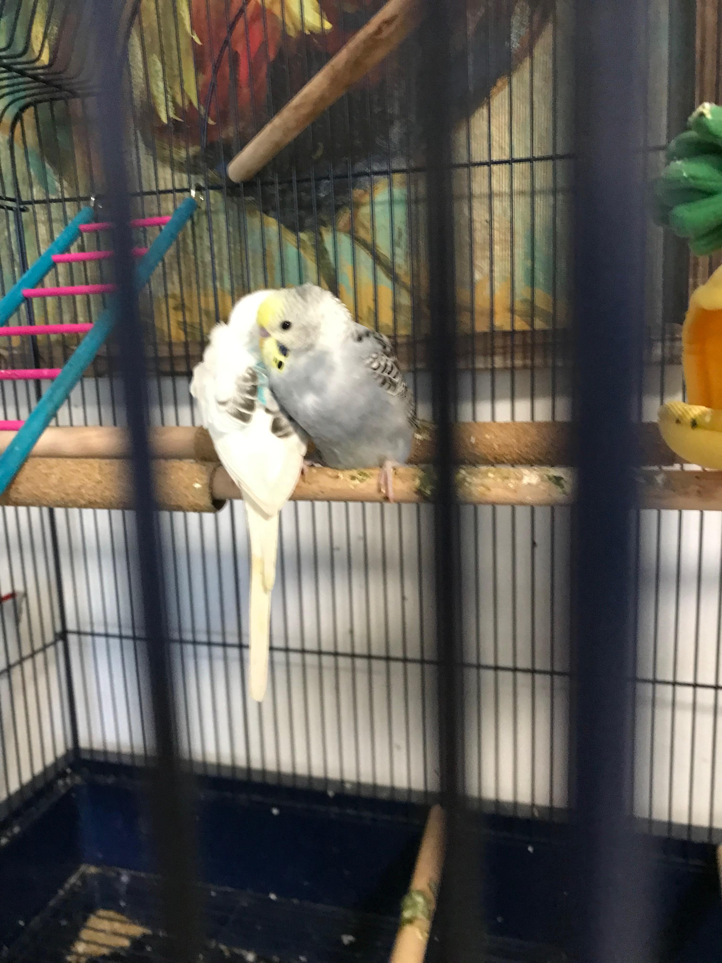 Hey! I'm a new owner of 2 parakeets! Any tips on how to hand train them