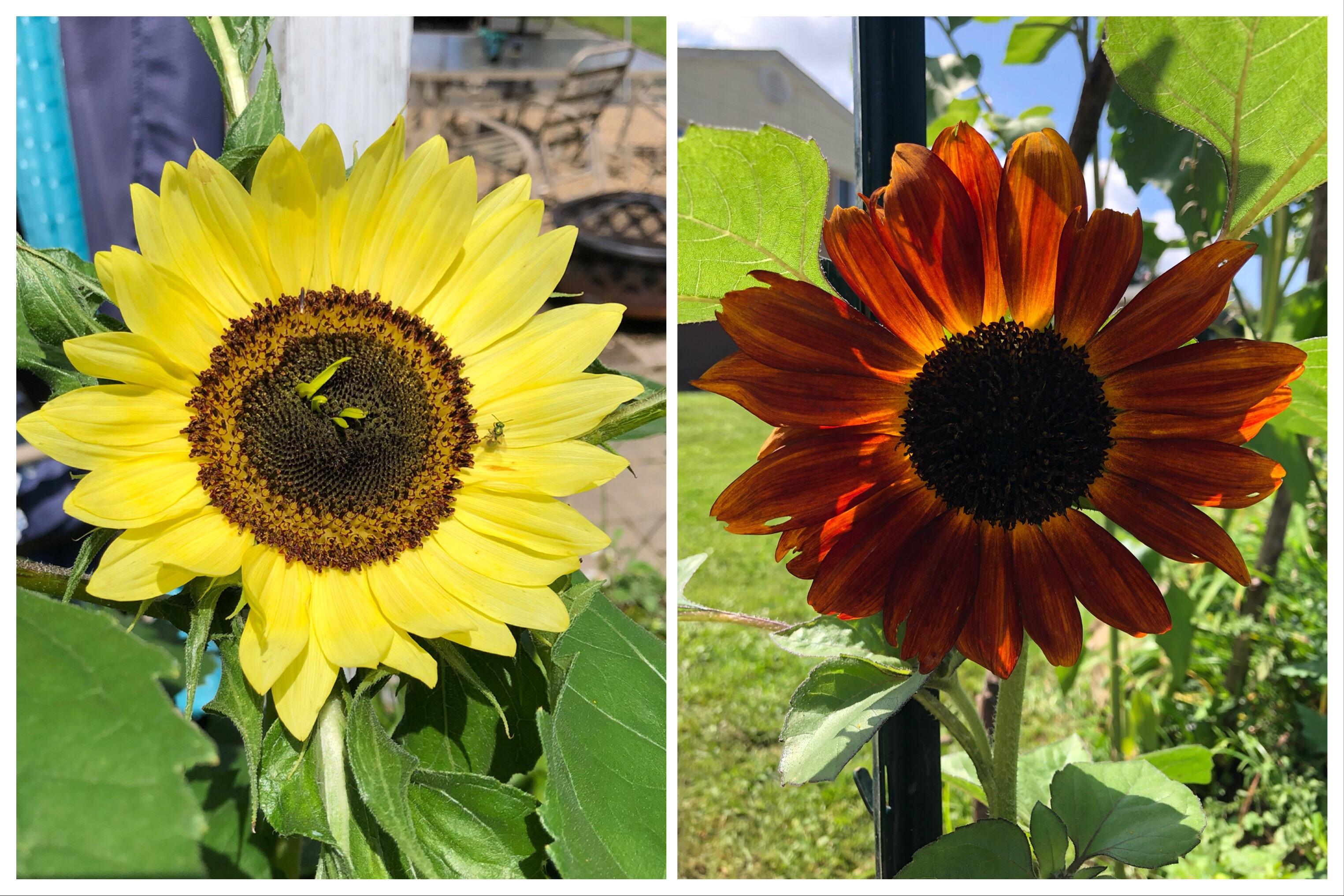 My sunflowers have bloomed! r/gardening