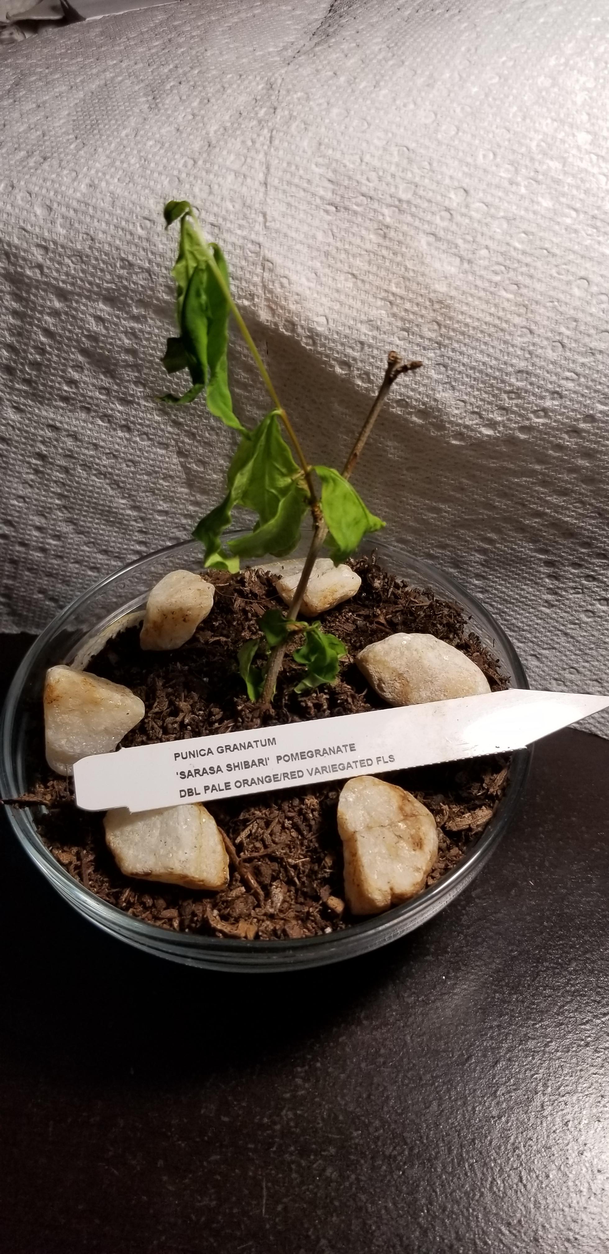 A bonsai tree sapling I got at Green Acres in February. Was doing really well then droopy leaves