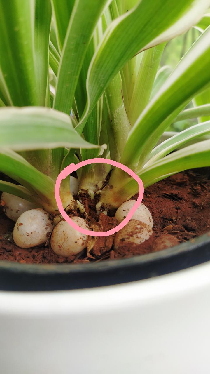 do spider plants produce offshoots like aloe plants? houseplants