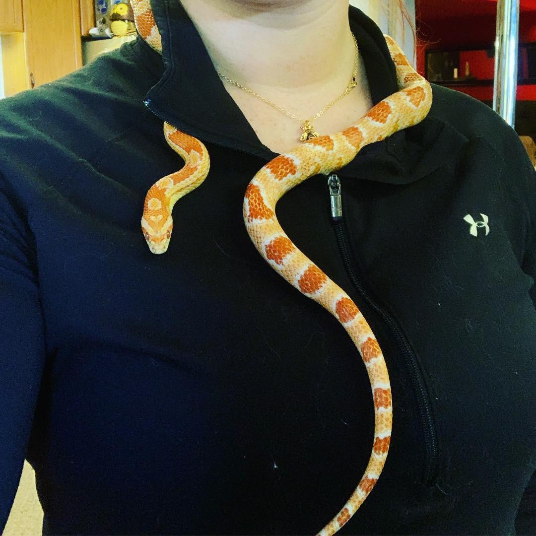 Corn snake feeding question our recently adopted 7 y/o boy Smaug was