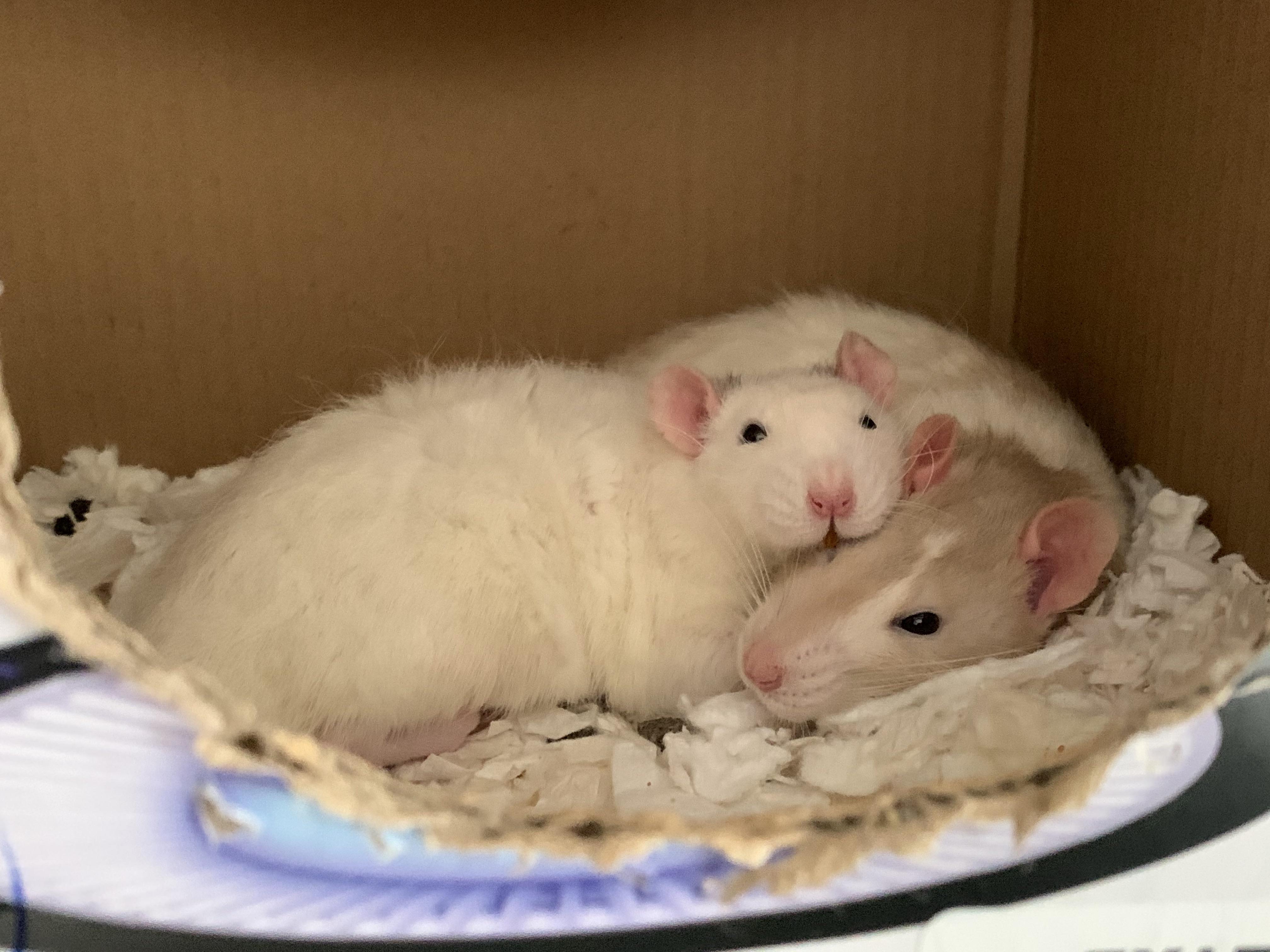 snuggle time r/RATS