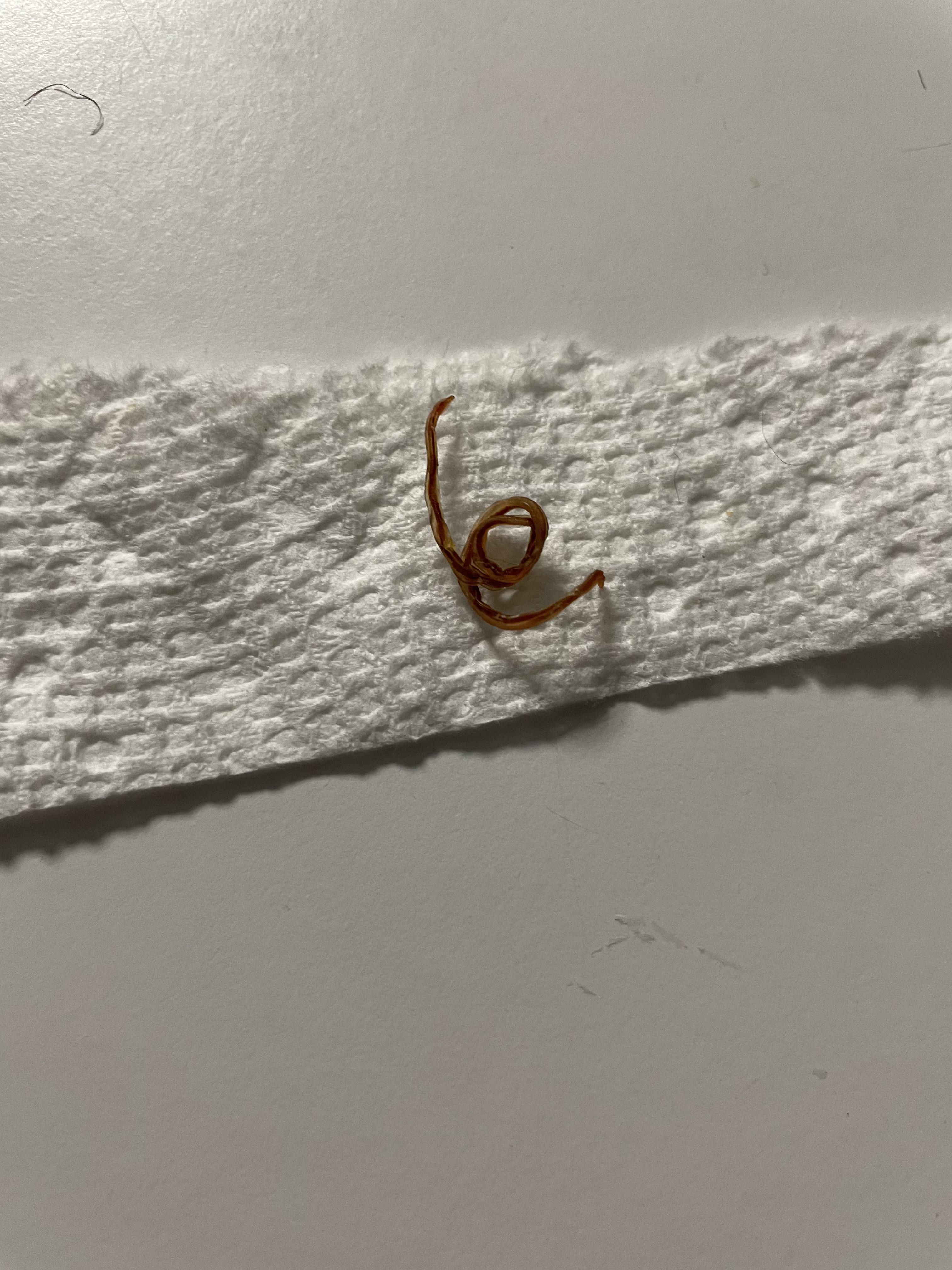 Found this in my puppies vomit last night, possible worm? Should I be
