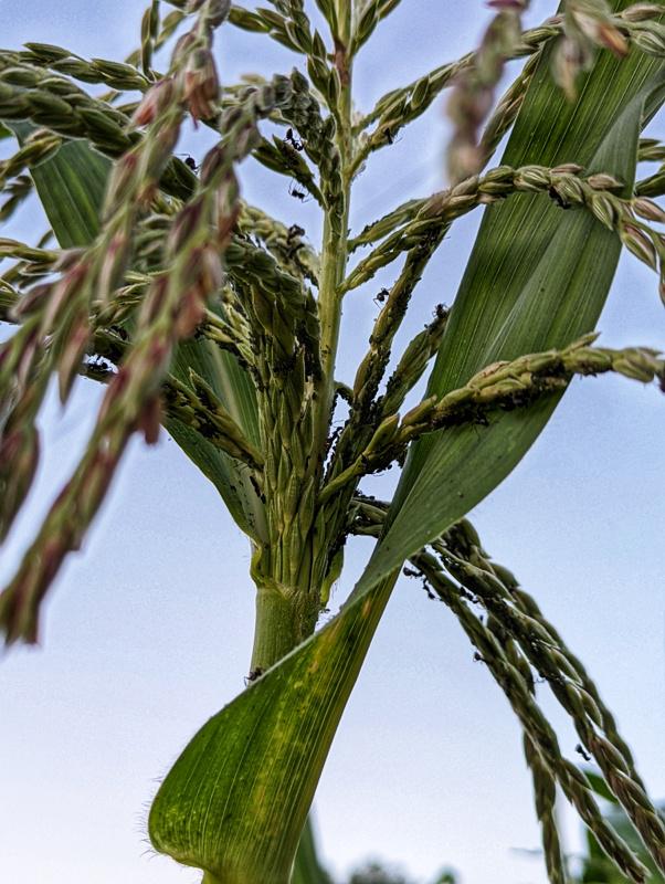 ants on corn tassels... this can't end well for my corn, right? r/vegetablegardening