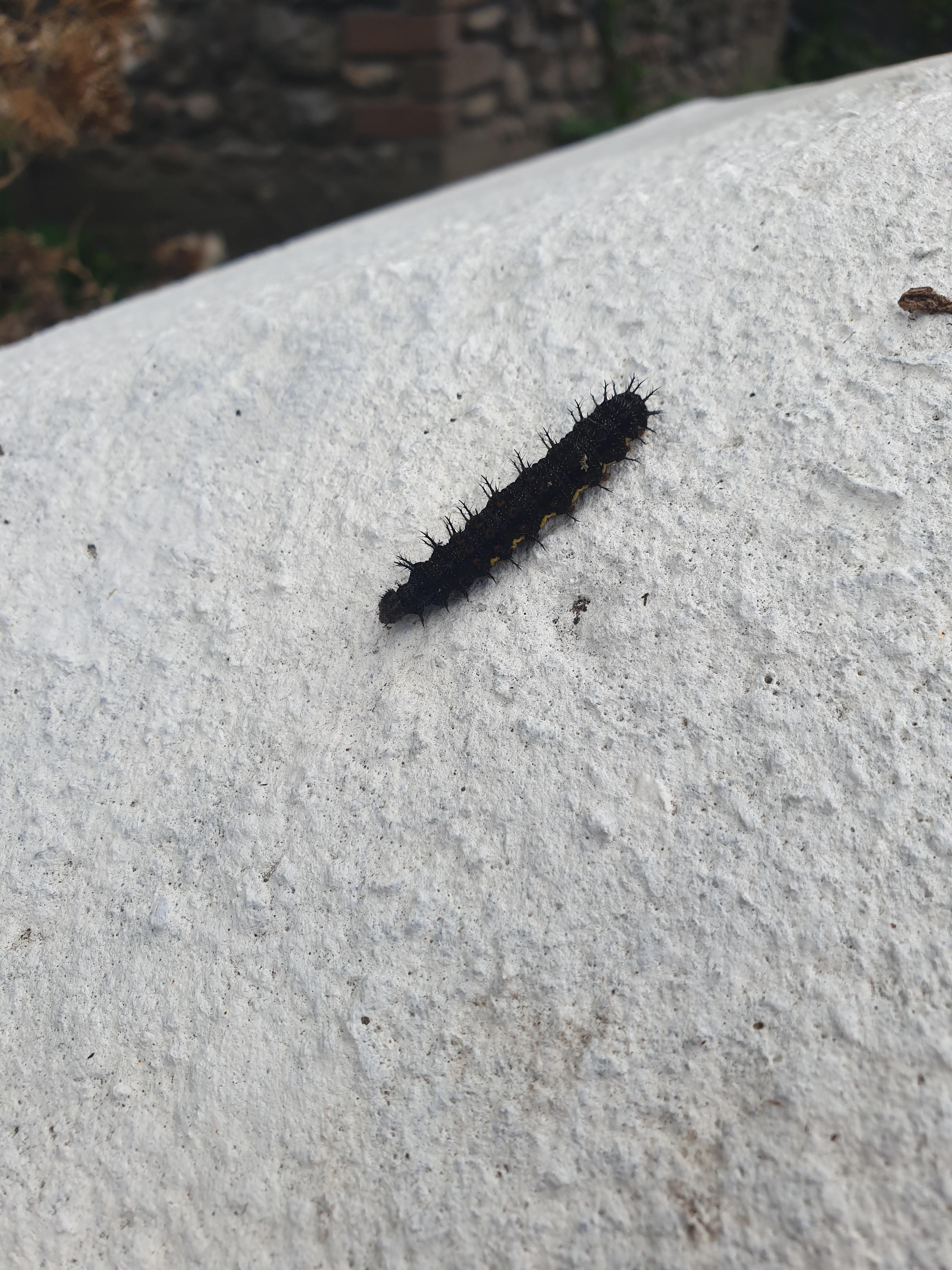 Black Spiky Caterpillar. I found this beautiful caterpillar on a walk