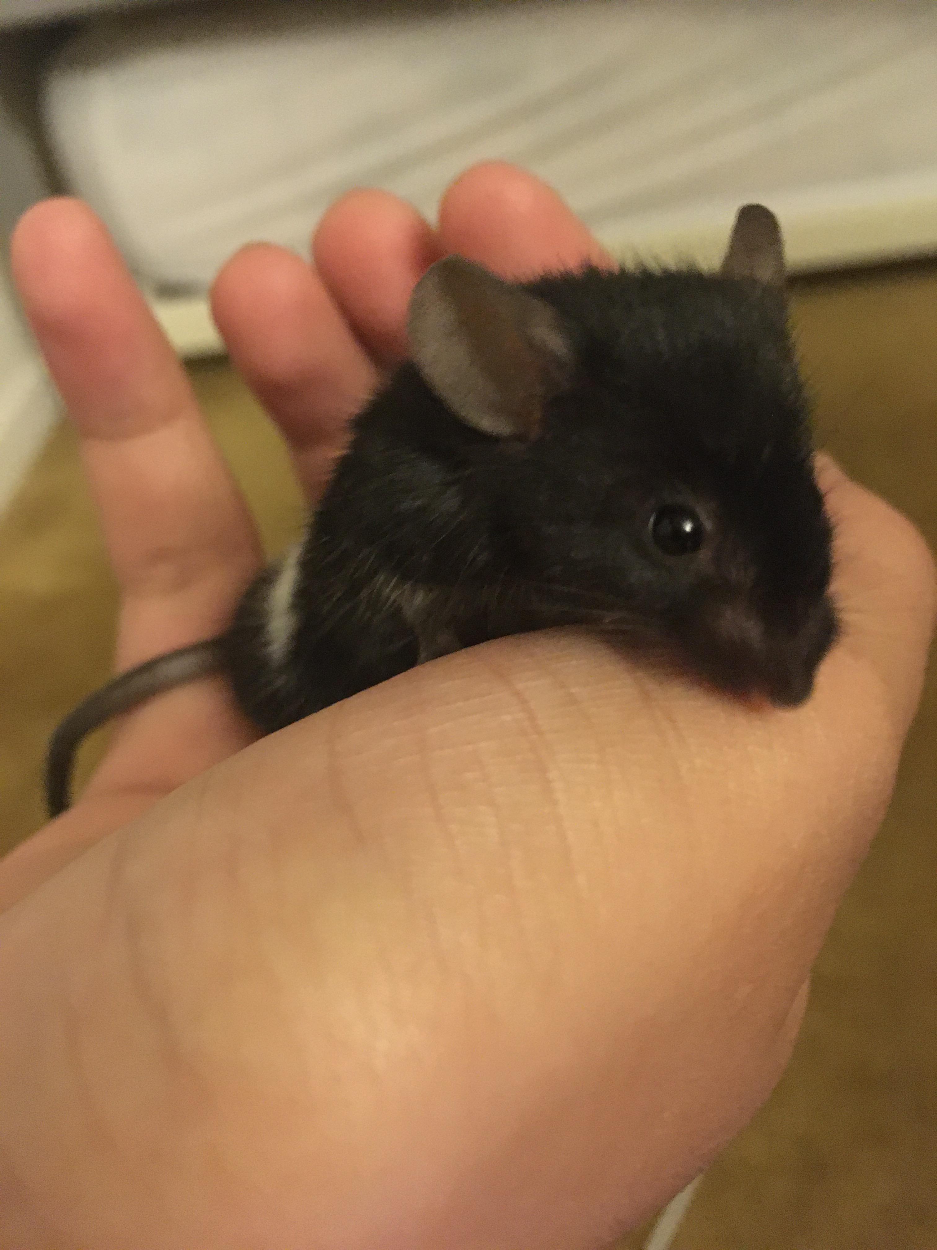Help! lonely mouse... more info in comments r/PetMice
