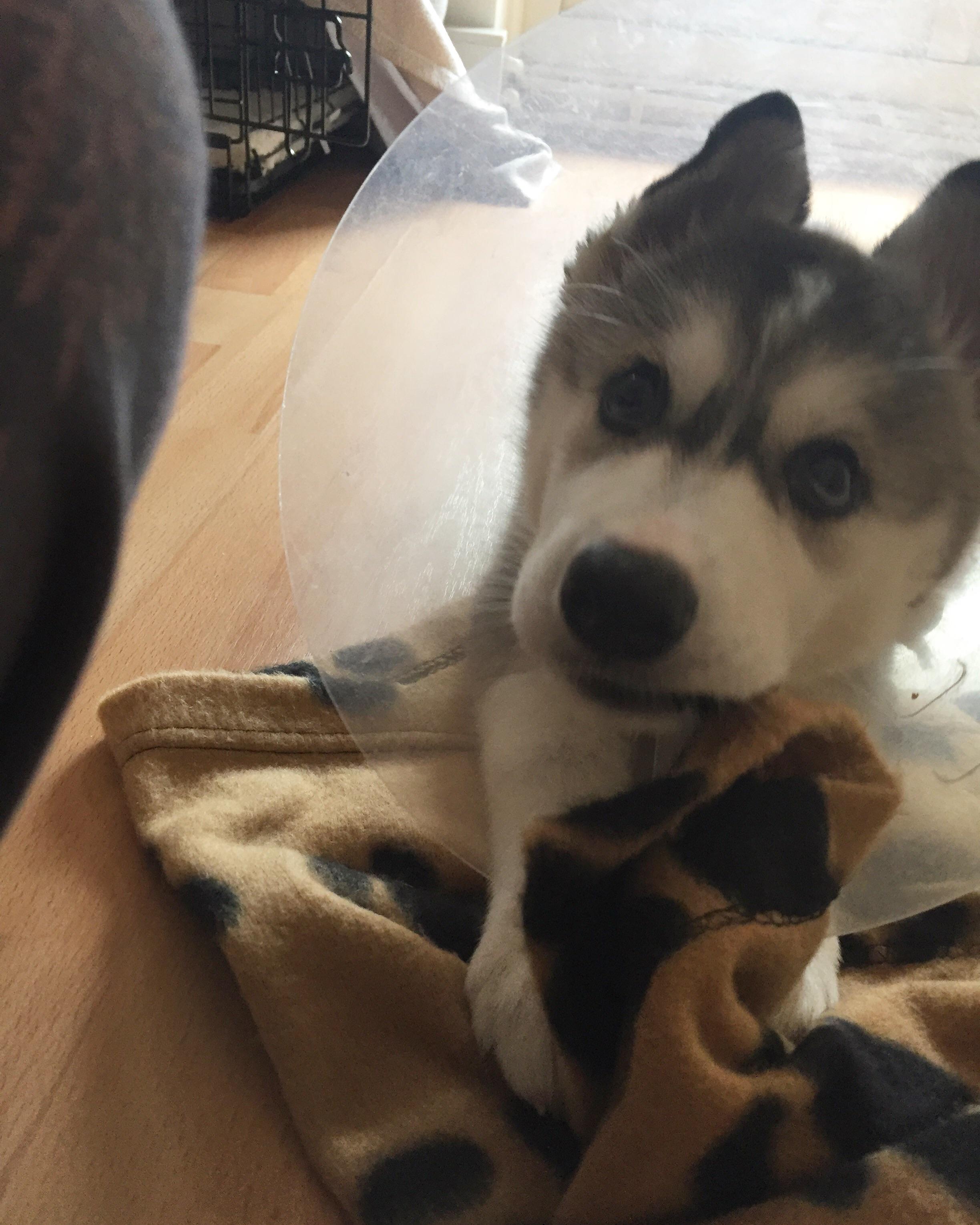 A rare moment where she actually sits still for a photo. 8 weeks old