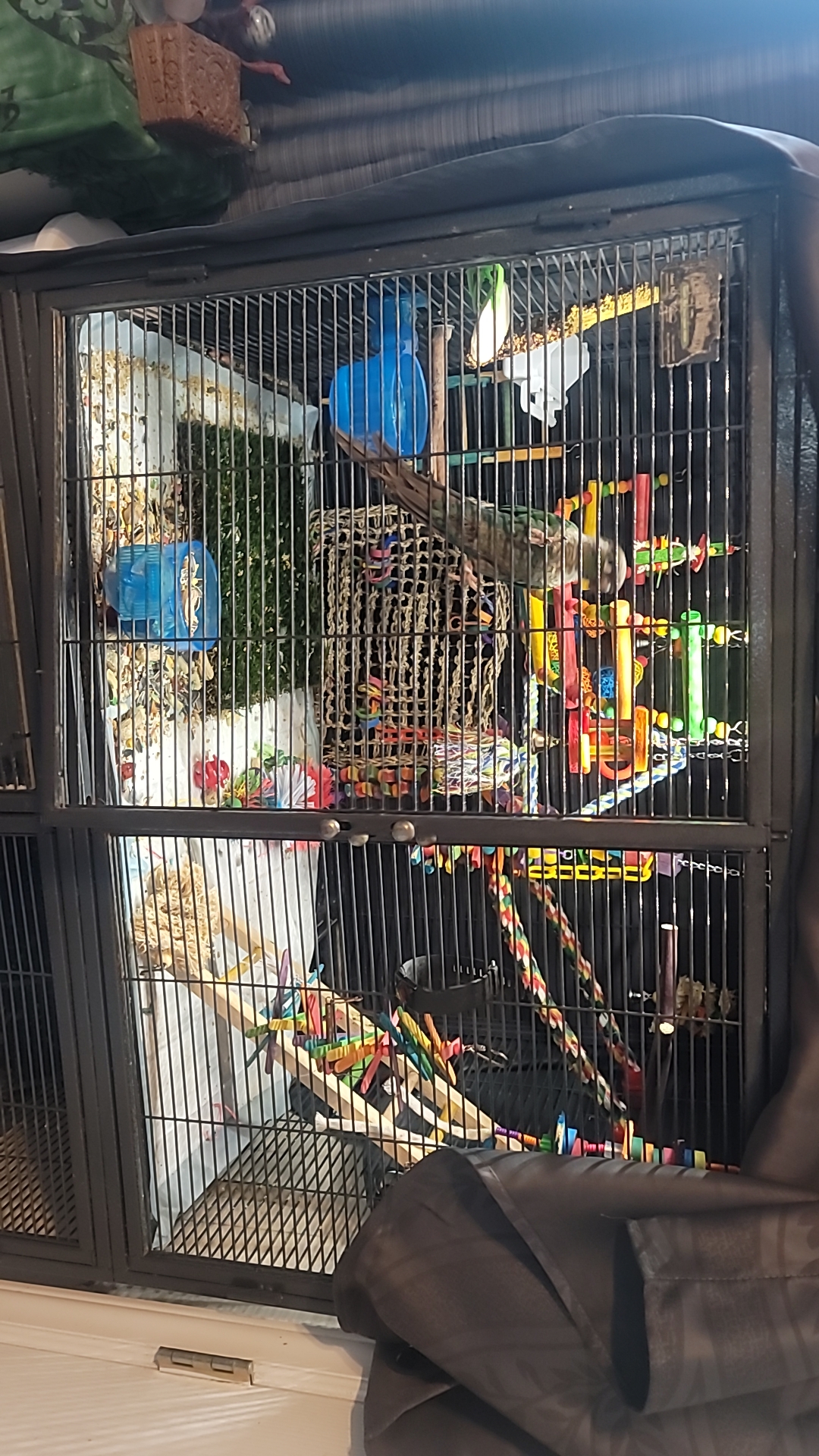 Lighting upgrade and a new cover parrots