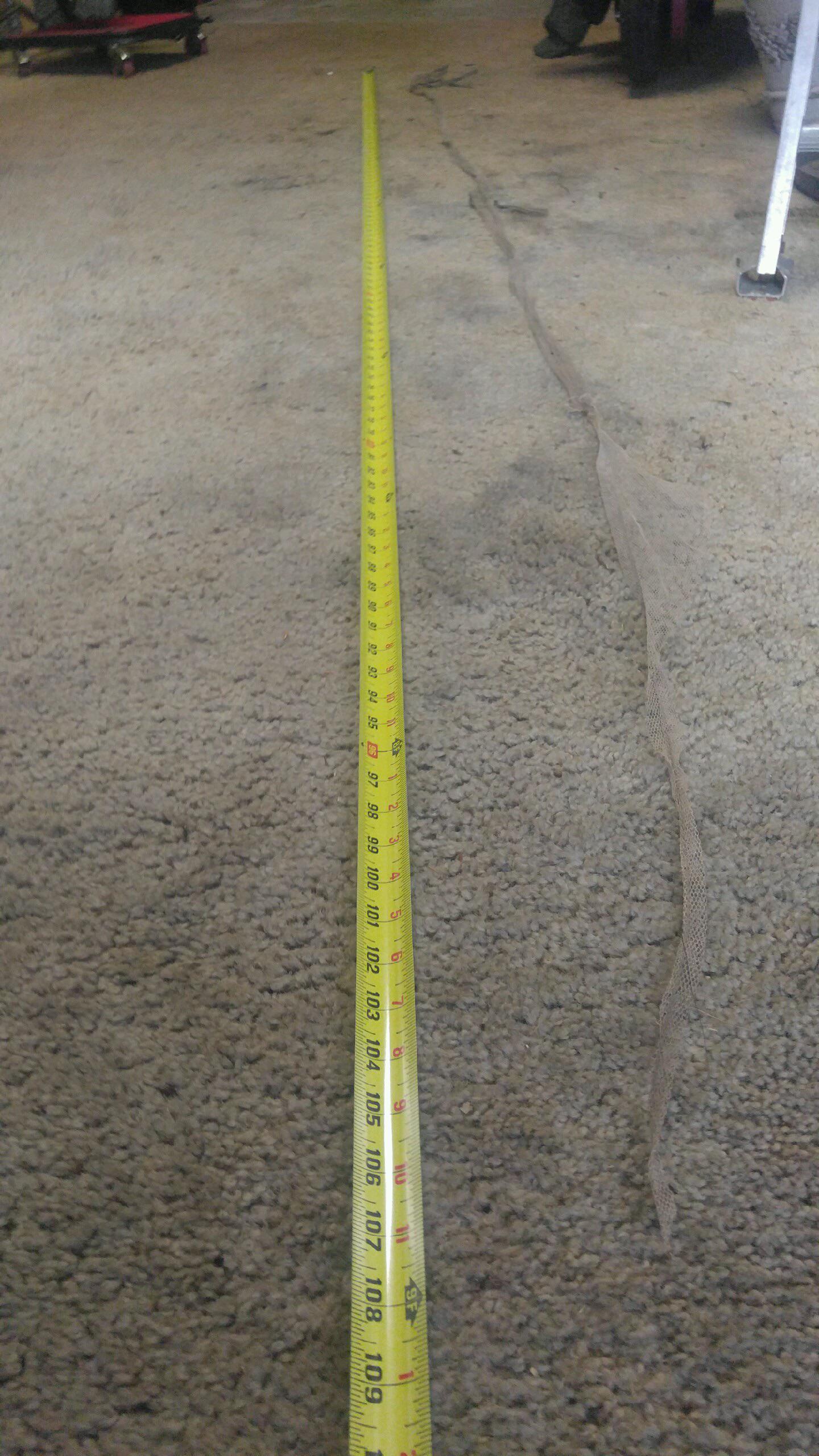 USA, South New Jersey, 10 FT LONG skin found next to my shed. What