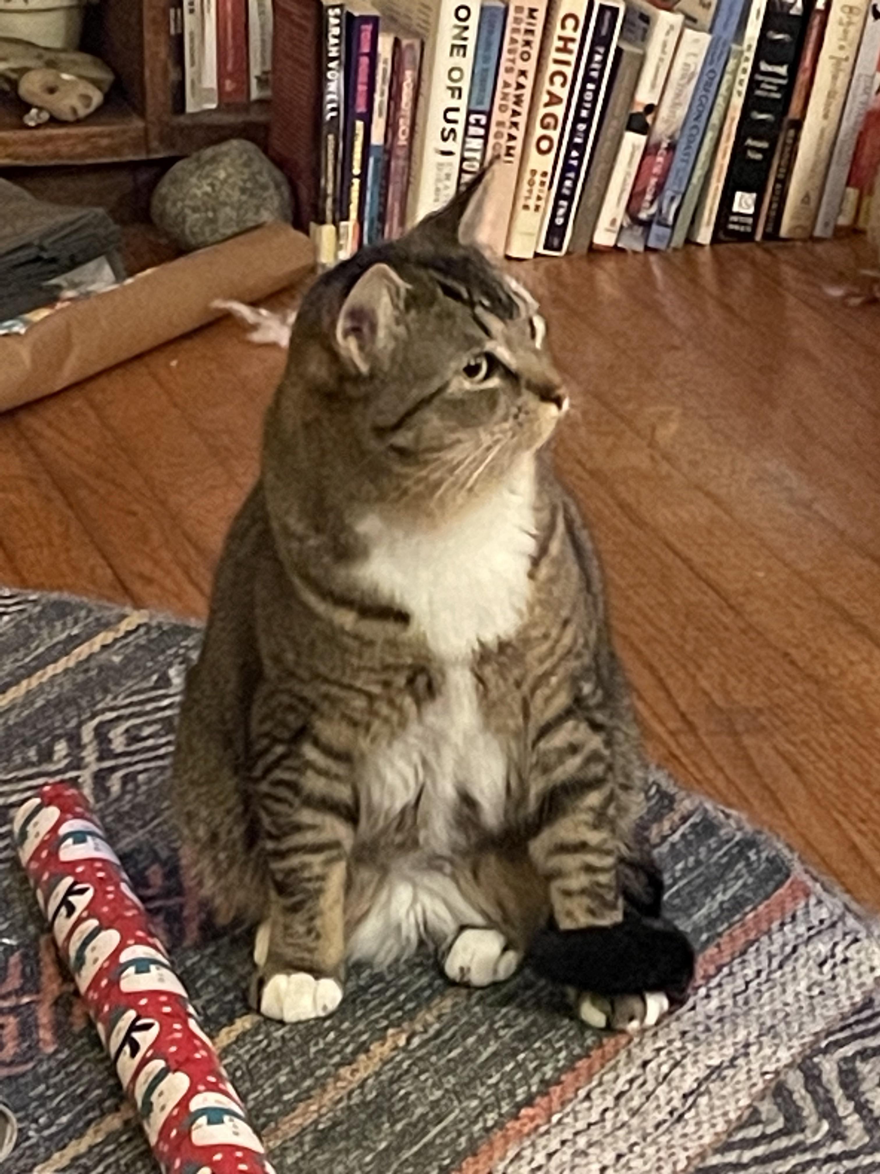 Gravy is perplexed r/cats