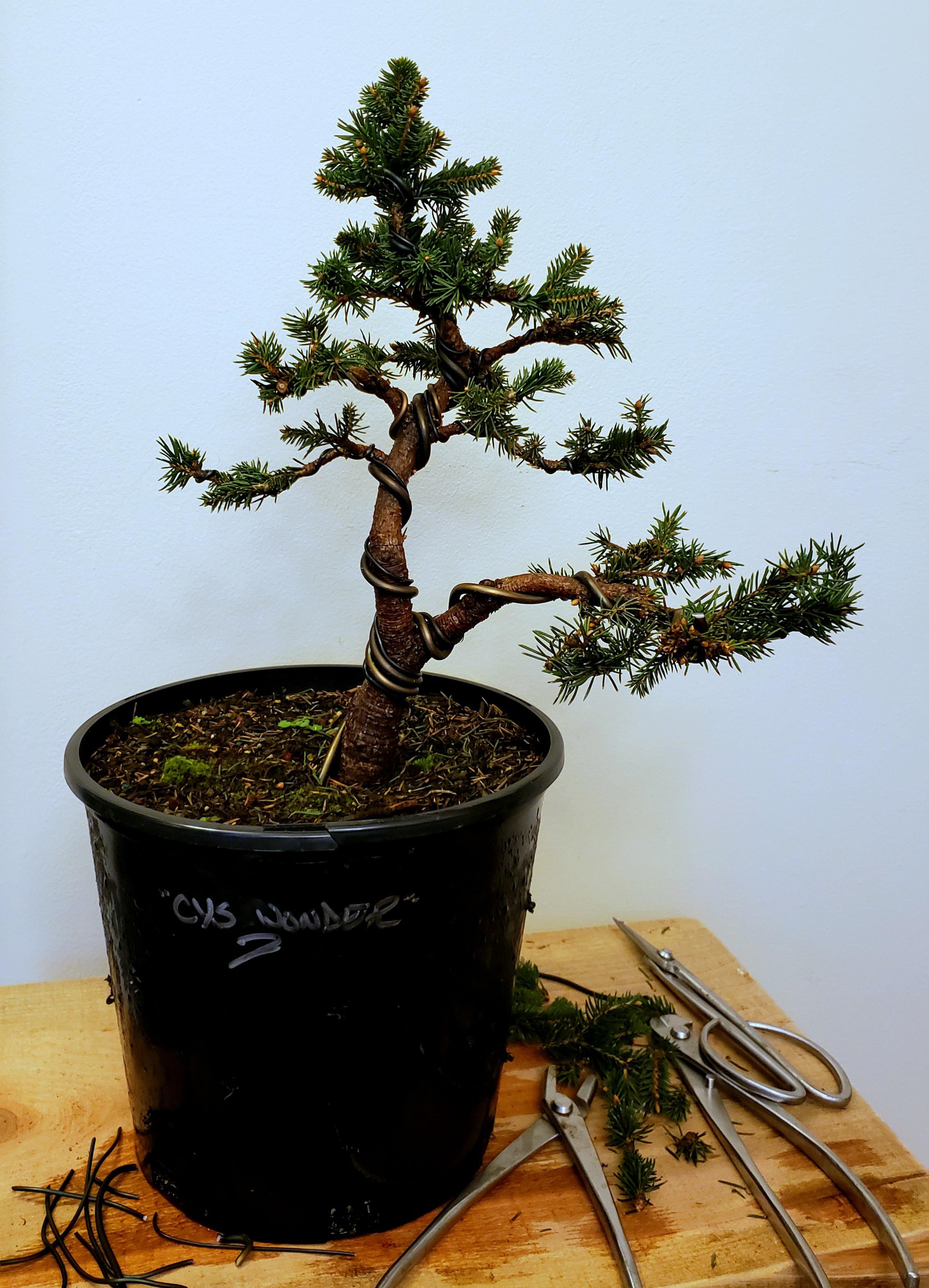 Spruce r/Bonsai