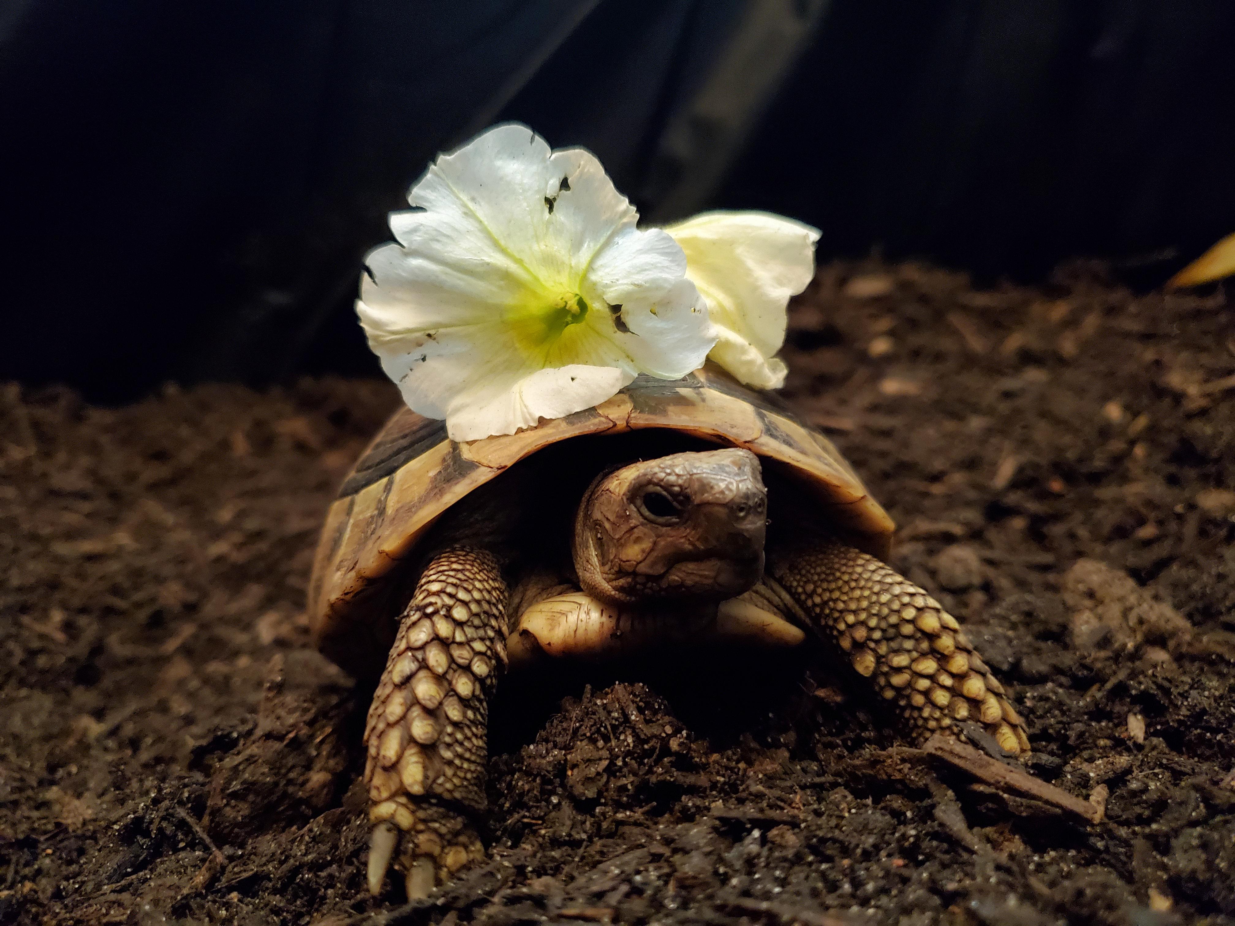 Why eat flowers when you can wear them! Fashion icon for all the