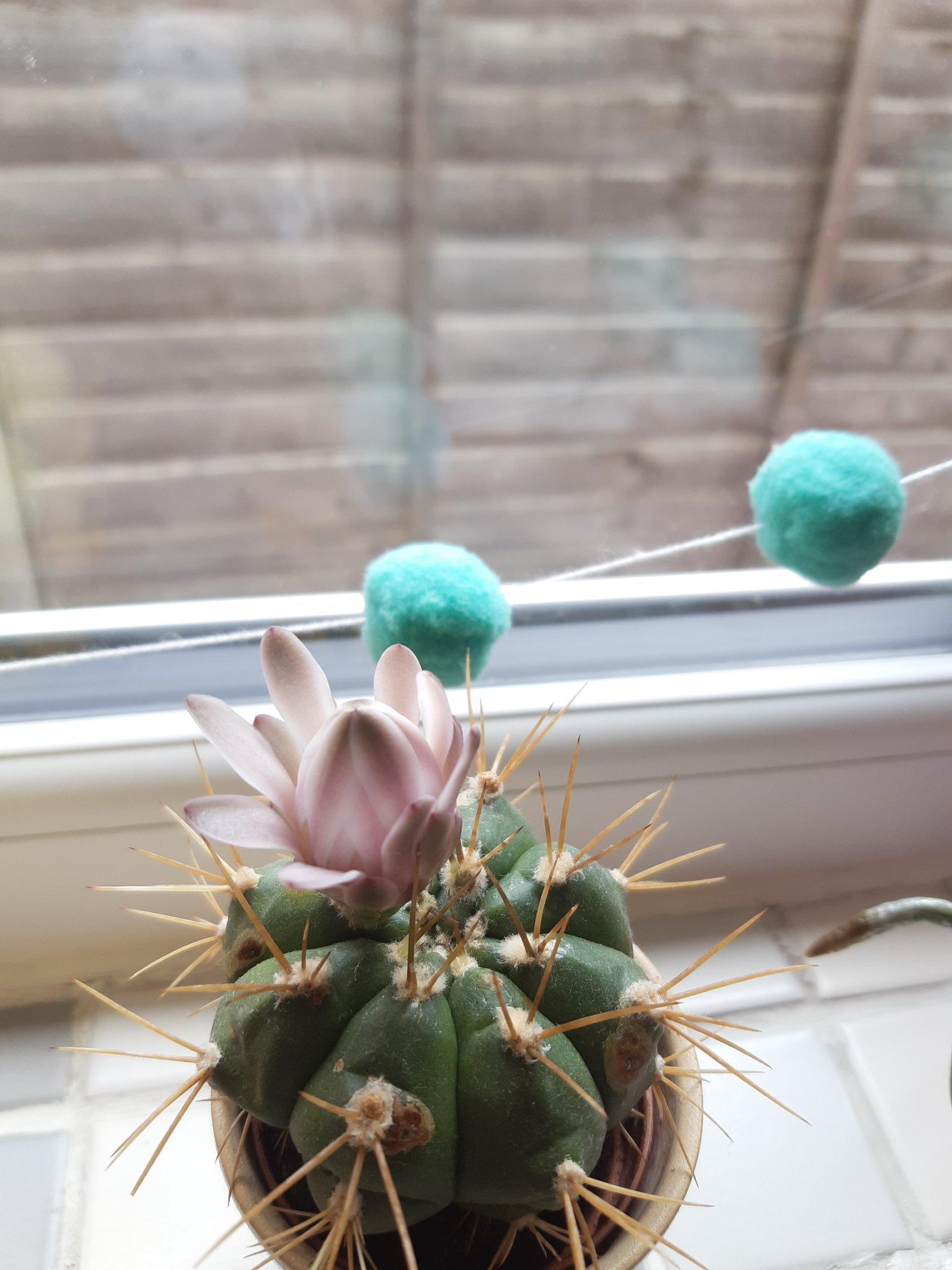 This was my cactus a week ago. I had been patiently waiting for the