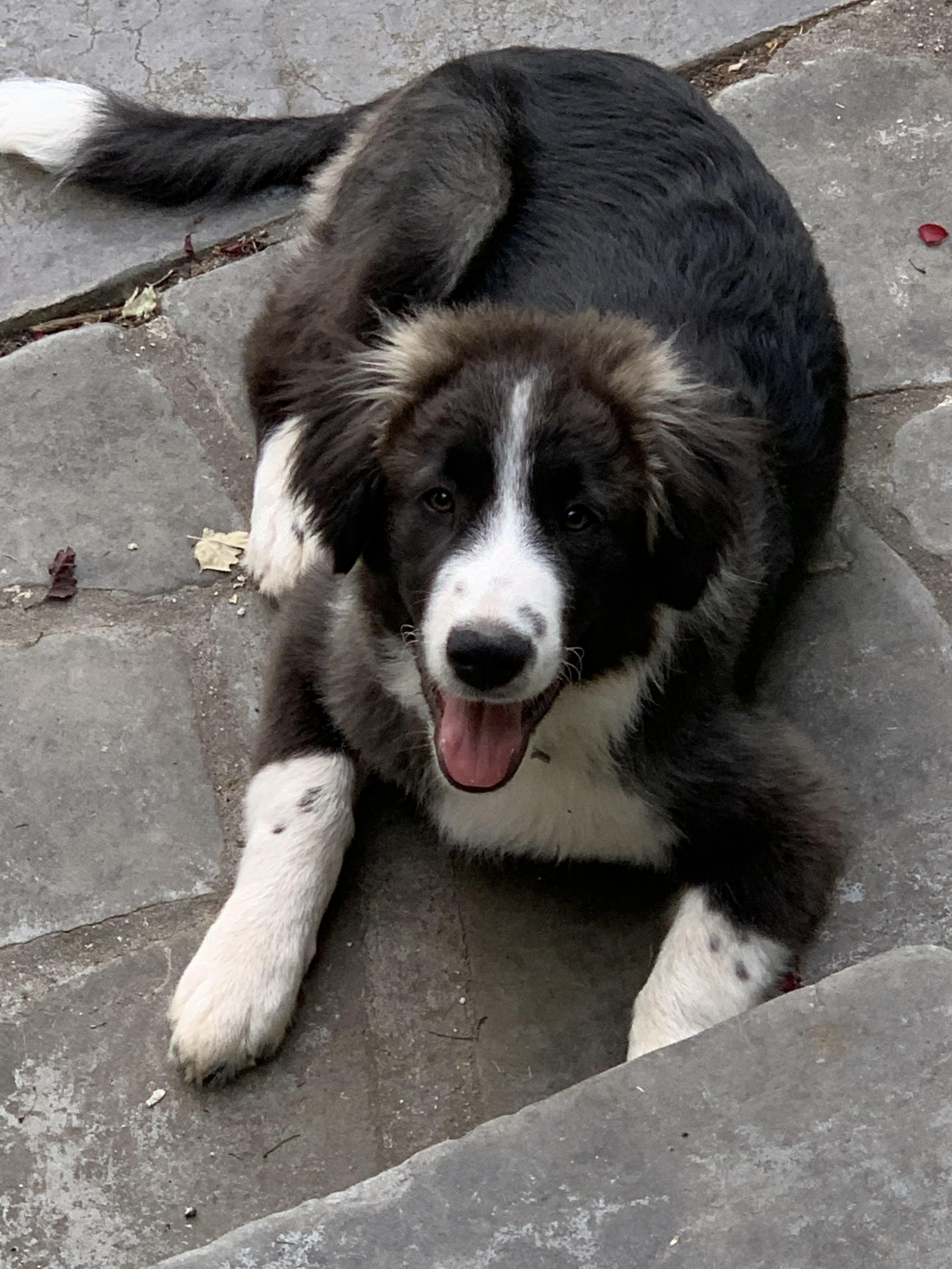 5 month old border collie/Pyrenees mix ) r/greatpyrenees
