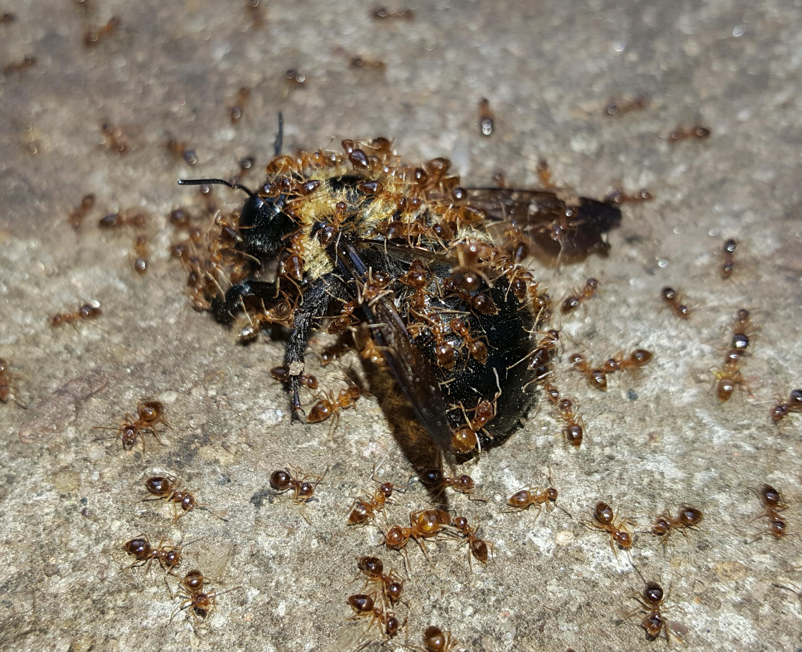 Group of ants vs a bee. Bee was still moving. r/natureismetal