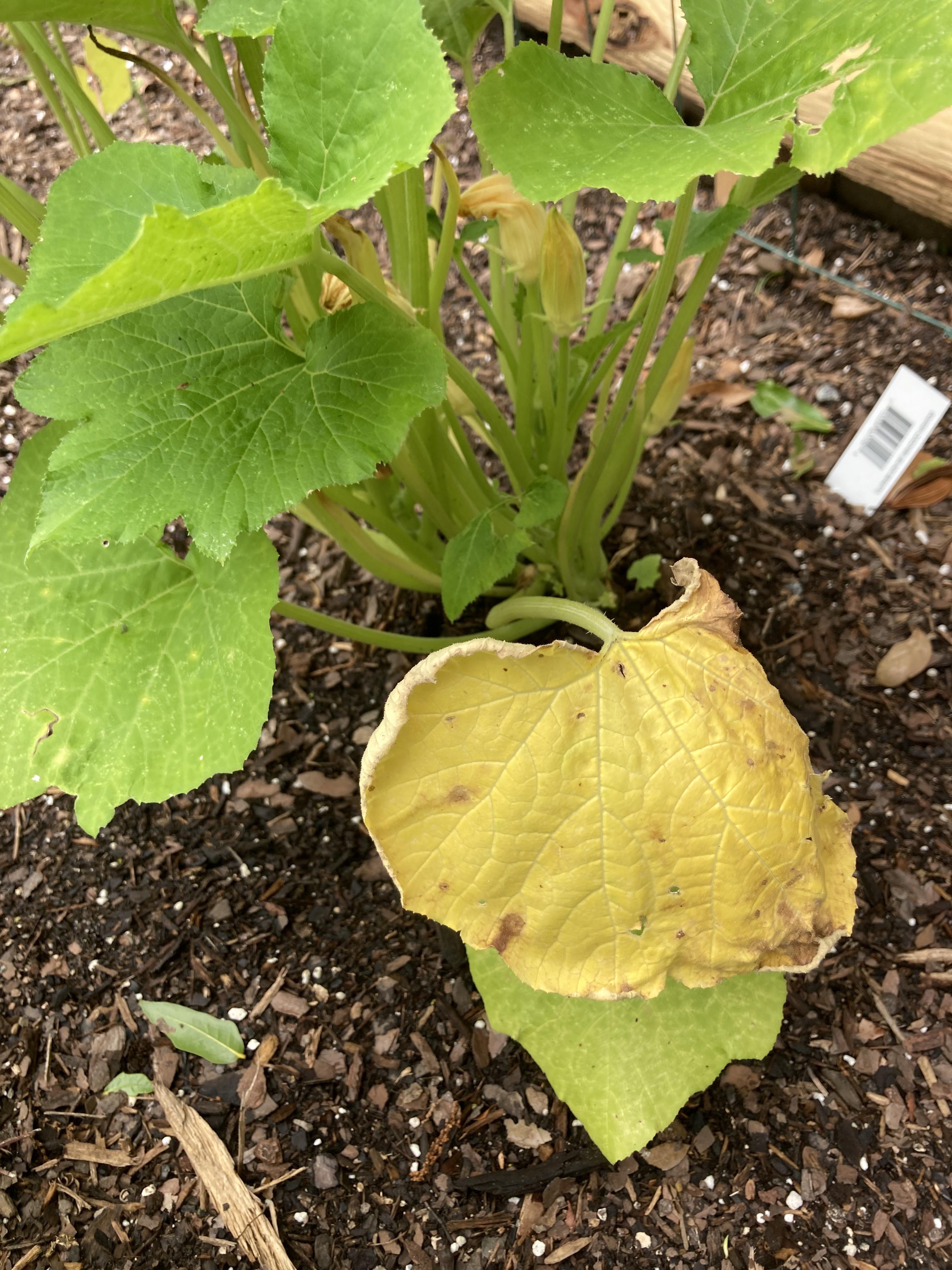 Cut the squash leaf at the base or under the leaf? r/gardening