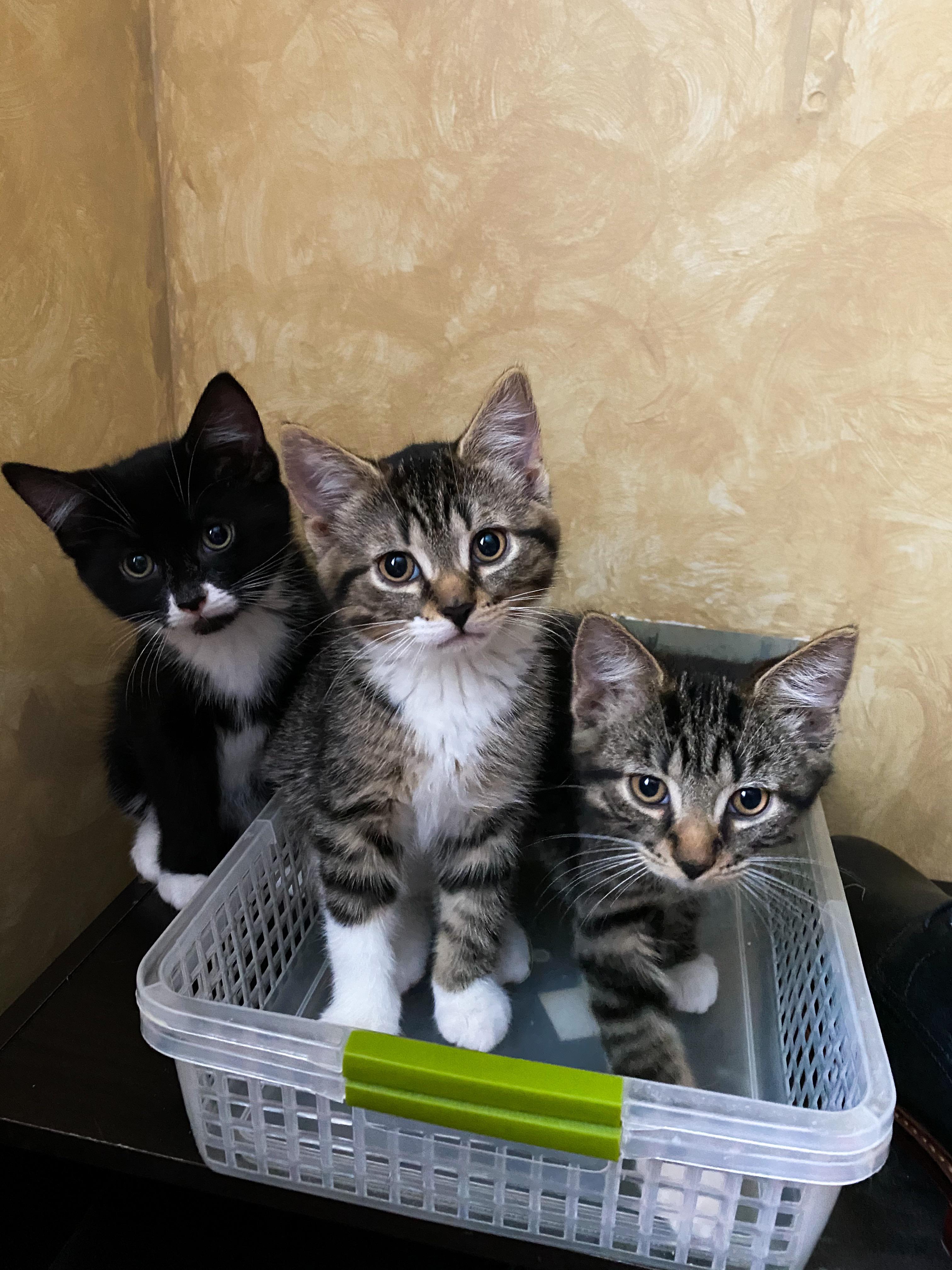 No names for these three adorable brothers yet, but my mom, sister & I