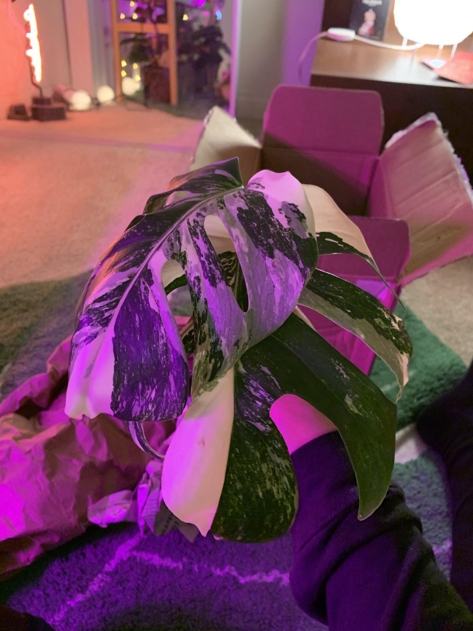 Plant mail came today 😭 r/houseplants