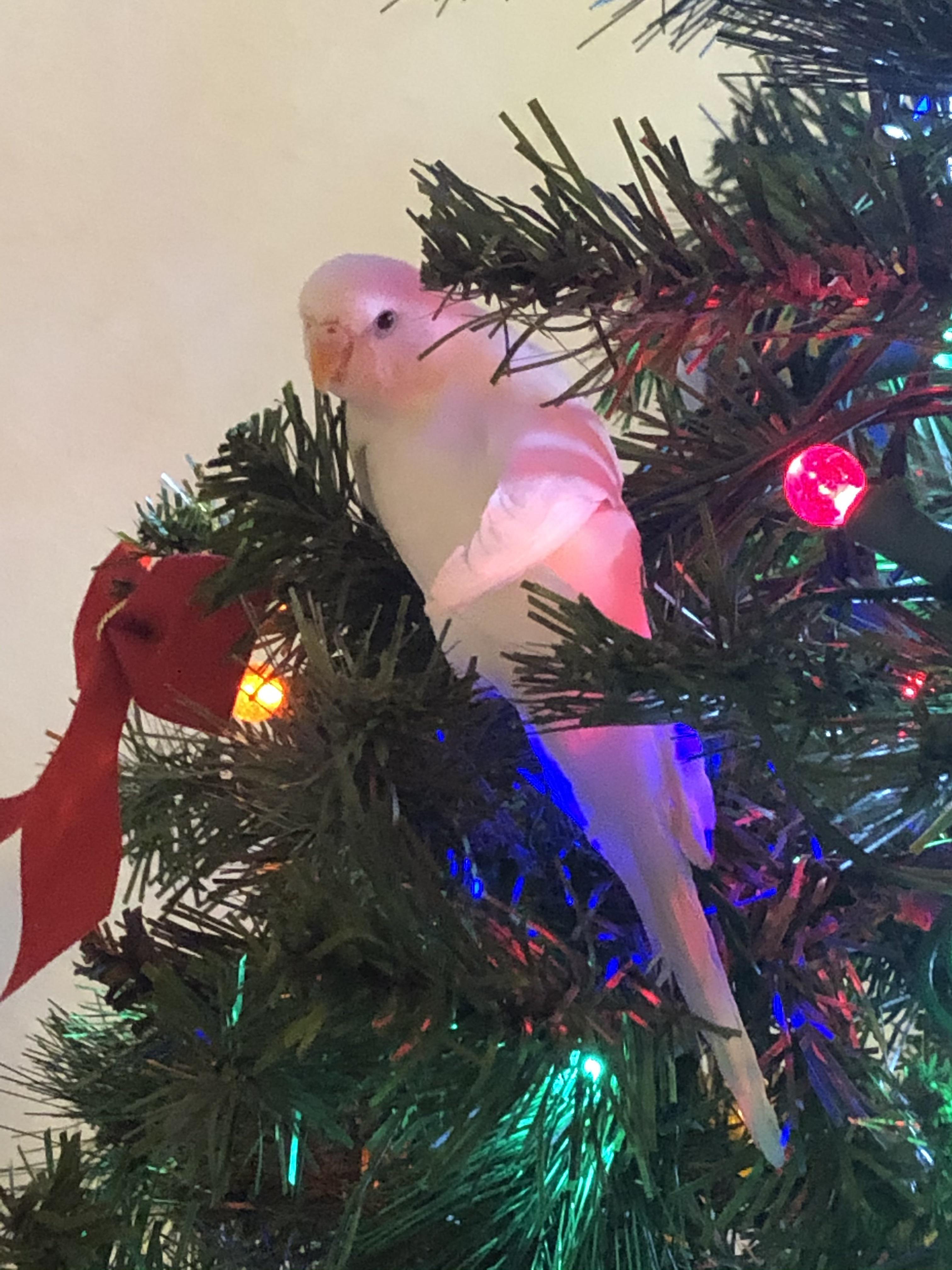 A parakeet in a Christmas tree. r/Parakeets