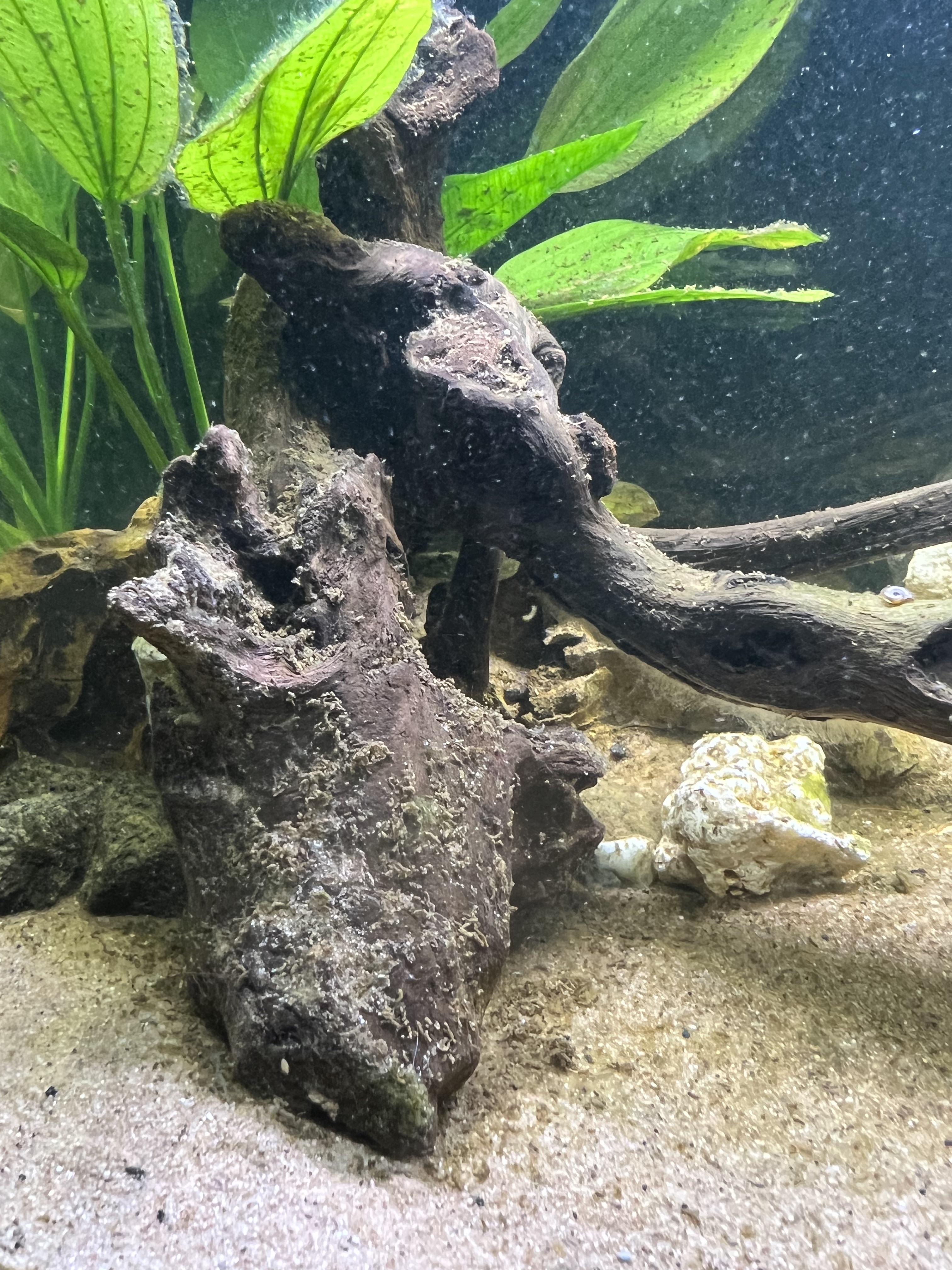 What’s the brown flakey stuff all over my tank? I don’t think it’s poop