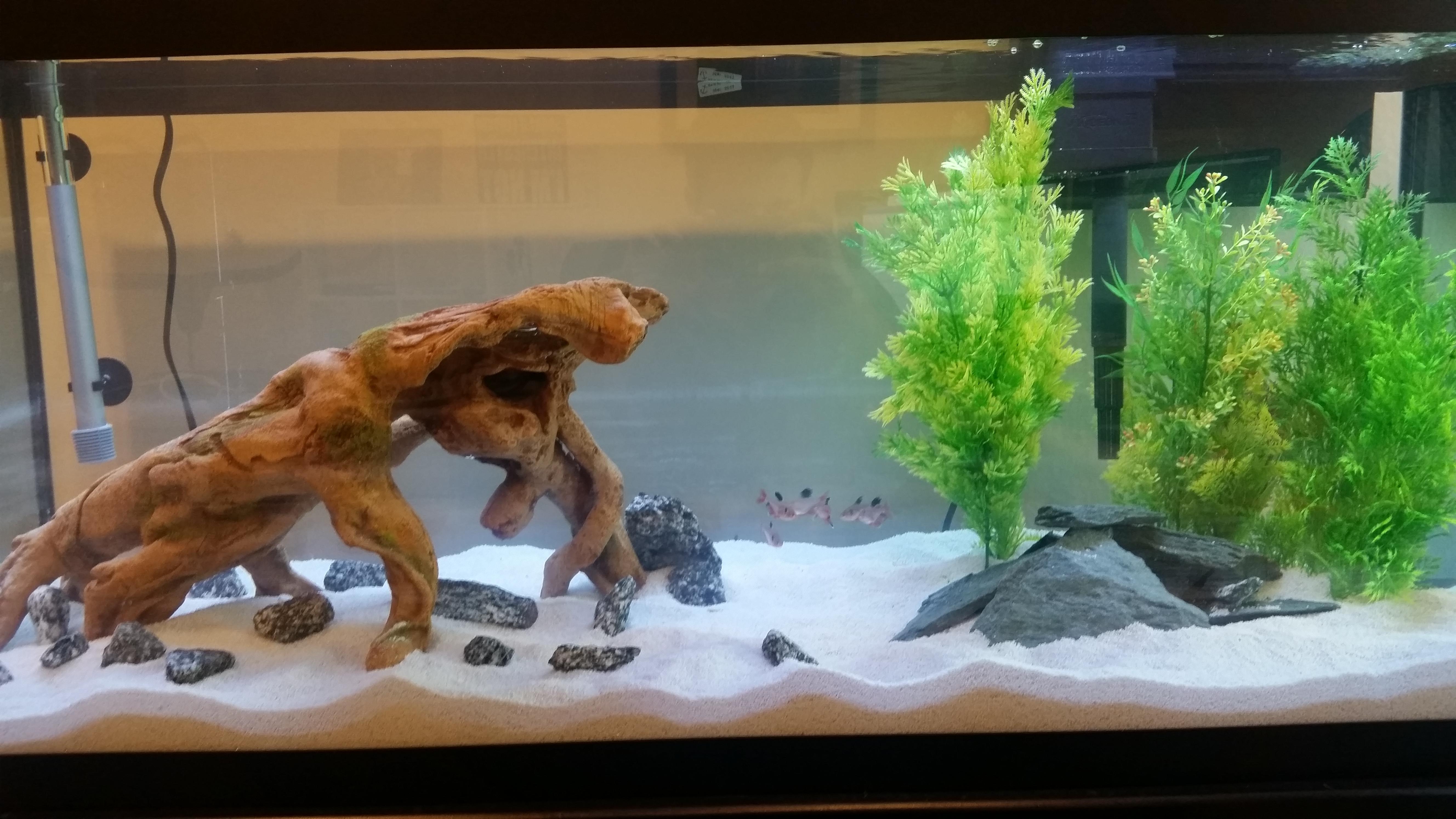 My New Fish Tank 75 Gallon South American Cichlid Tank r/Aquariums