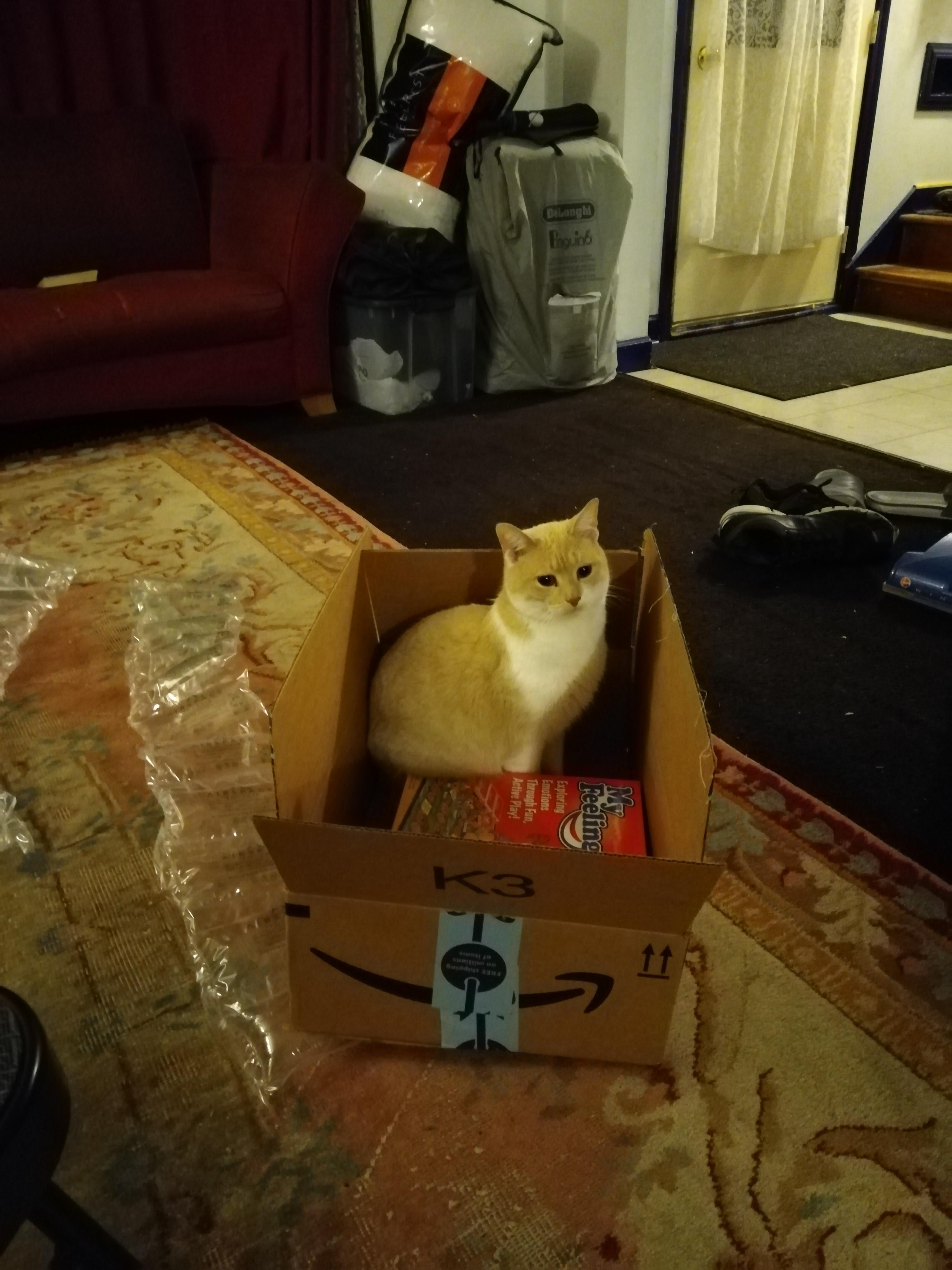Amazon delivered a package. It isnt even empty yet. r/TheCatTrapIsWorking