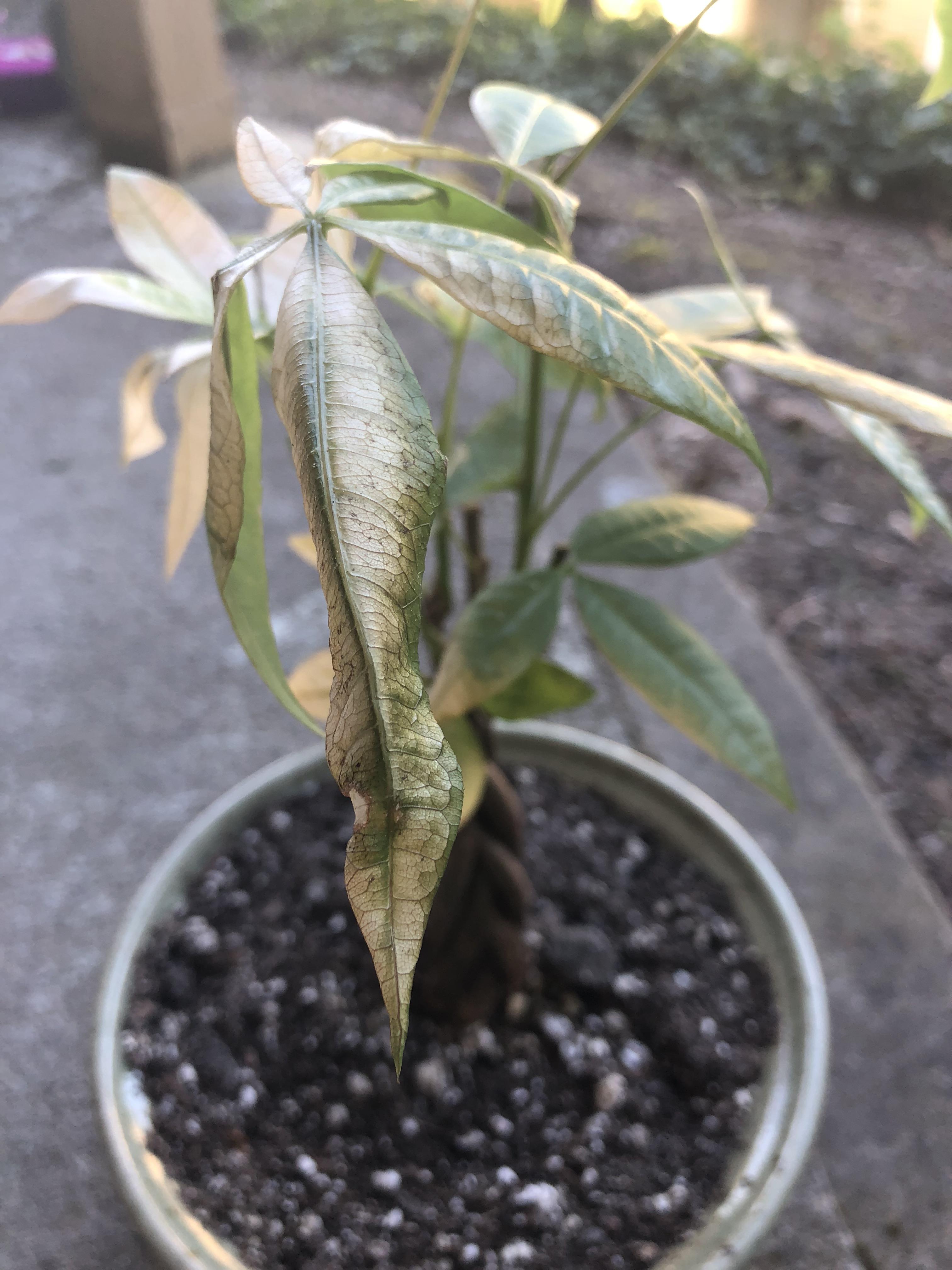 Why are my leaves yellowing and wilting on my Money Tree? I