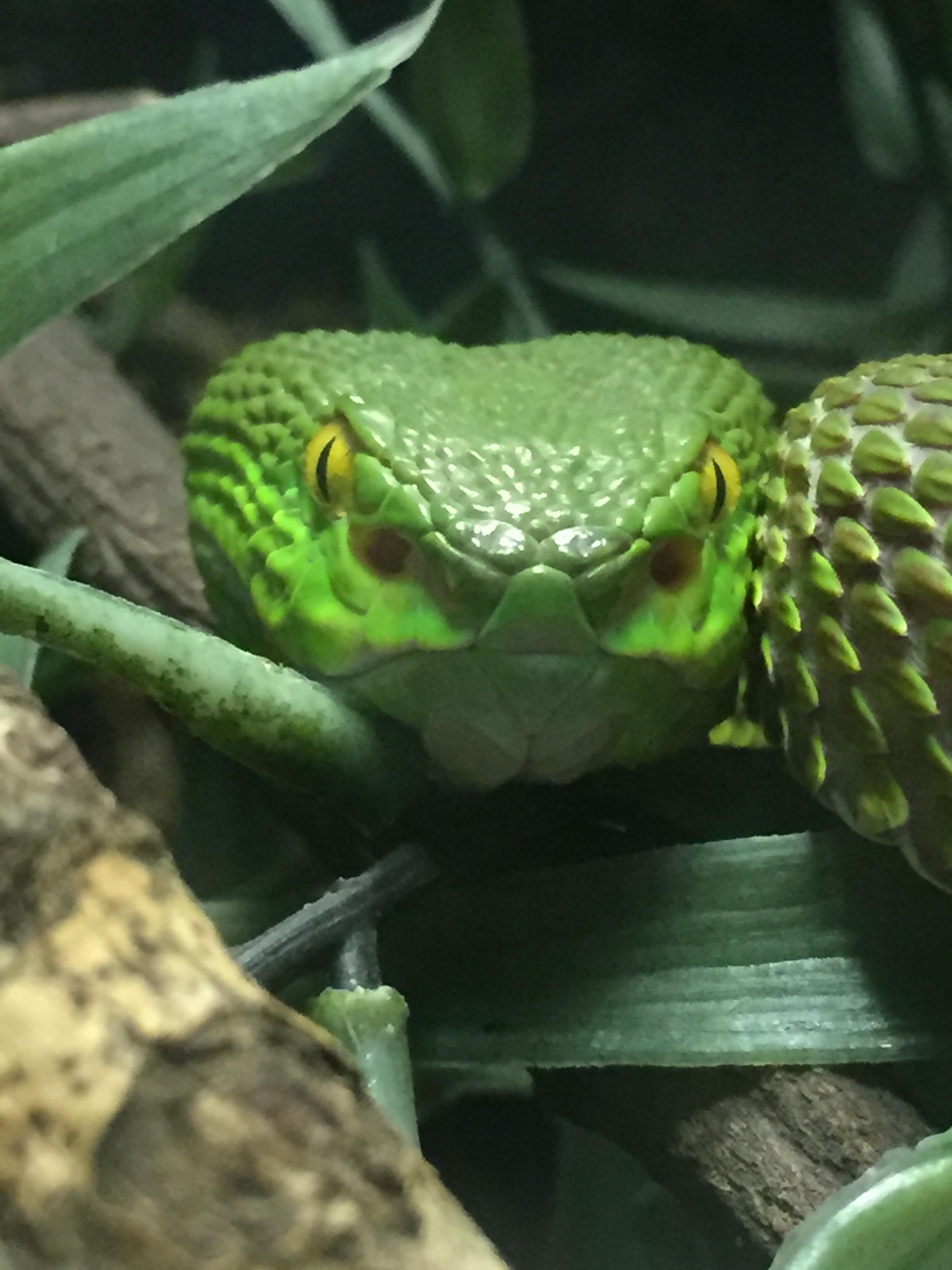 Staring daggers Taken at the St Augustine Alligator farm in FL r/snakes
