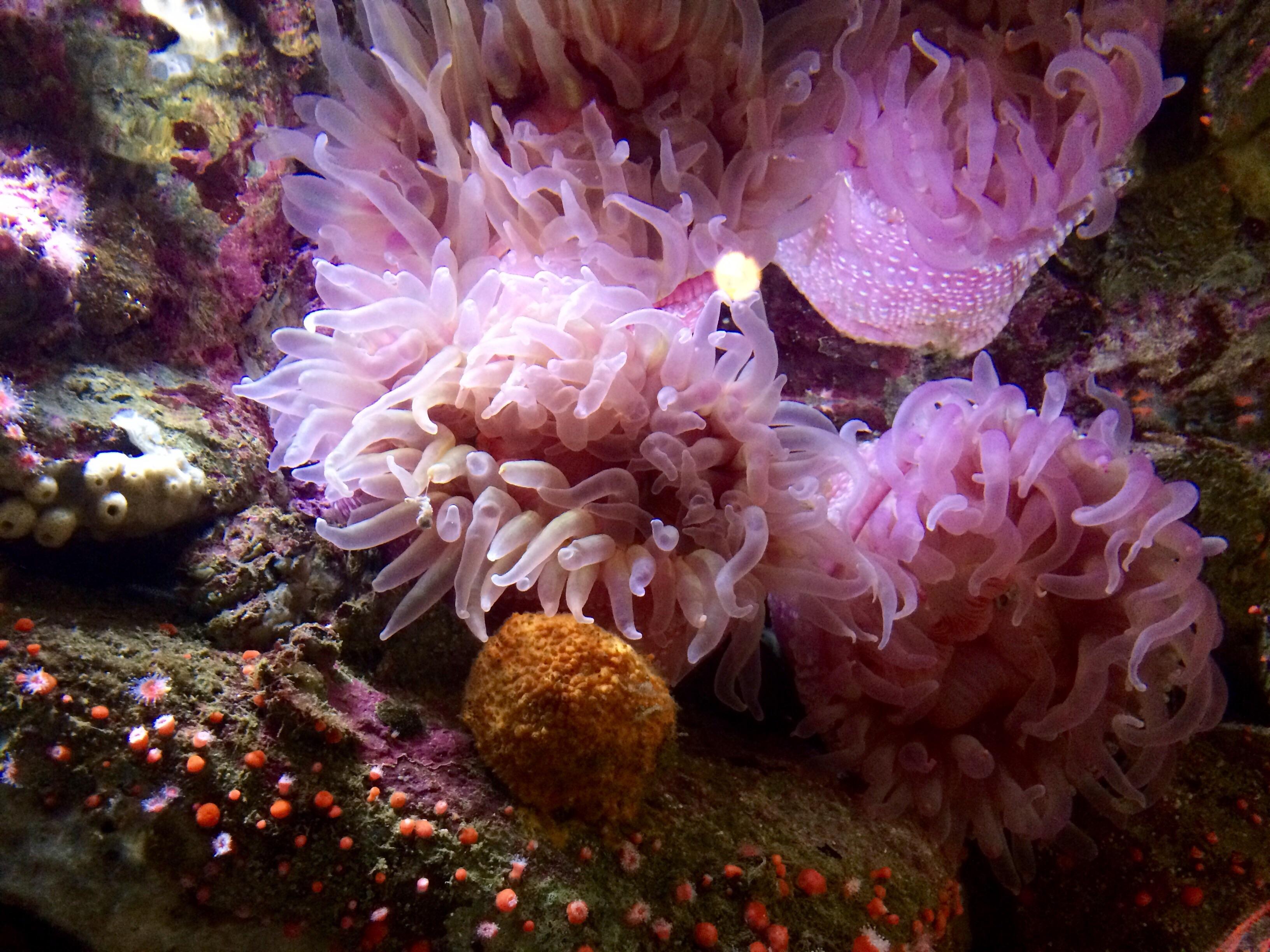 Rose bulb anemones at the Monterey Bay Aquarium r/Aquariums