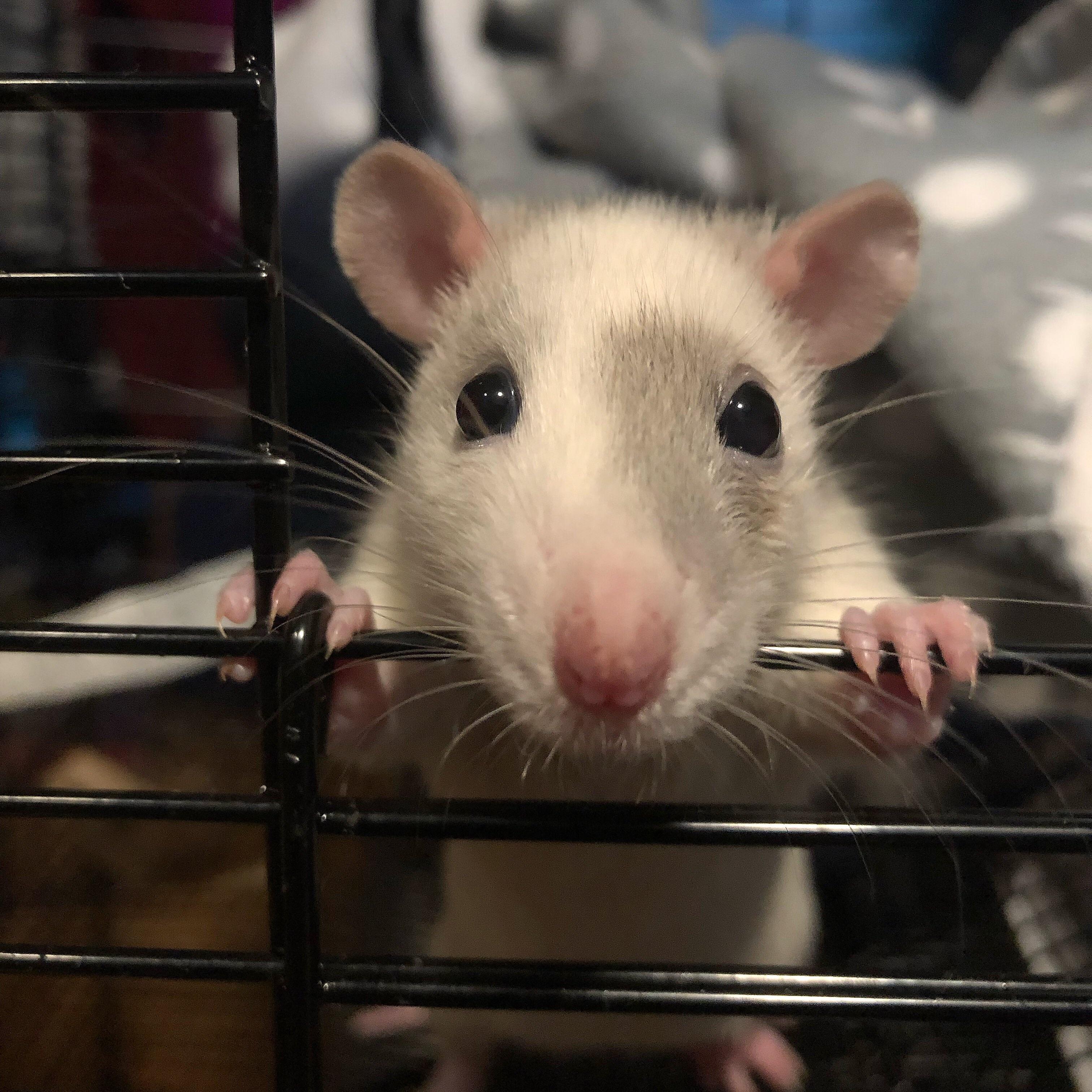 Newt is getting his eye removed today. I’m scared he won’t make it