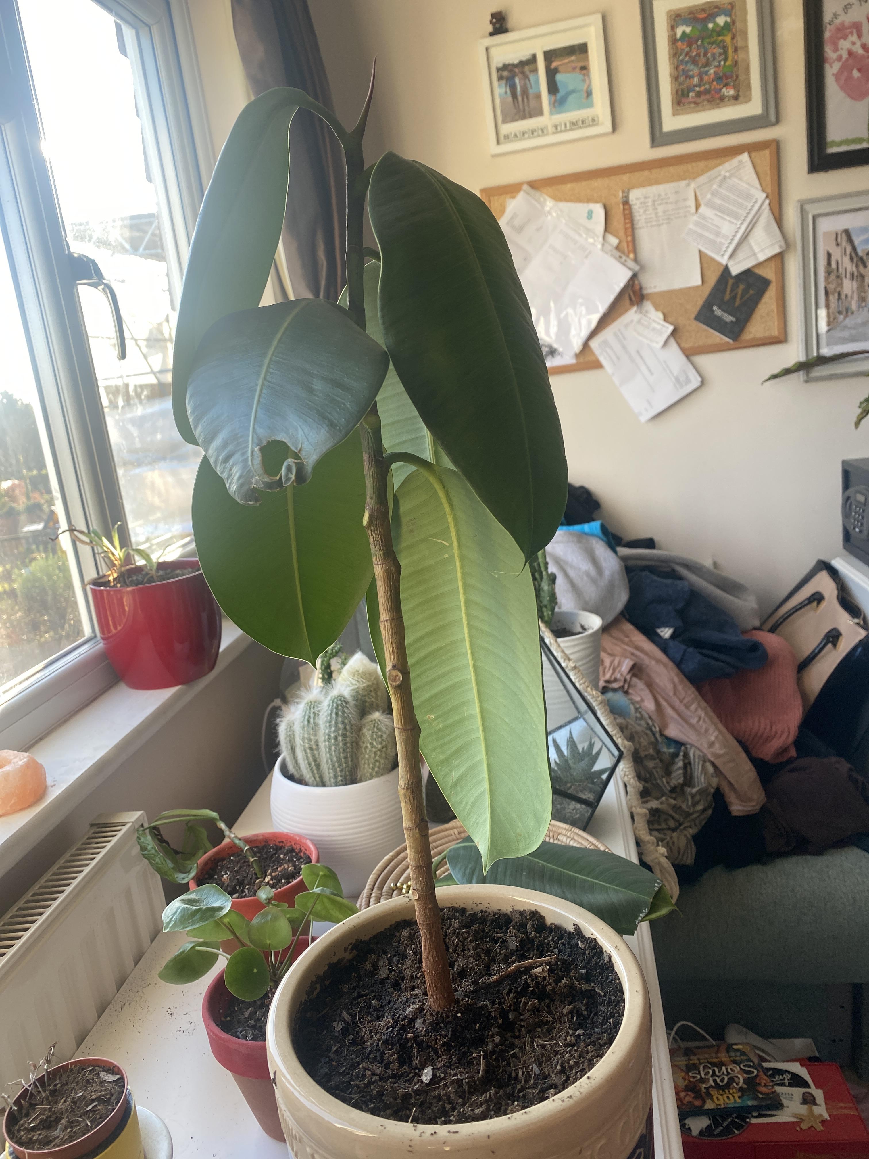 Help! Why is my rubber plant drooping and dropping! r/HouseplantsUK