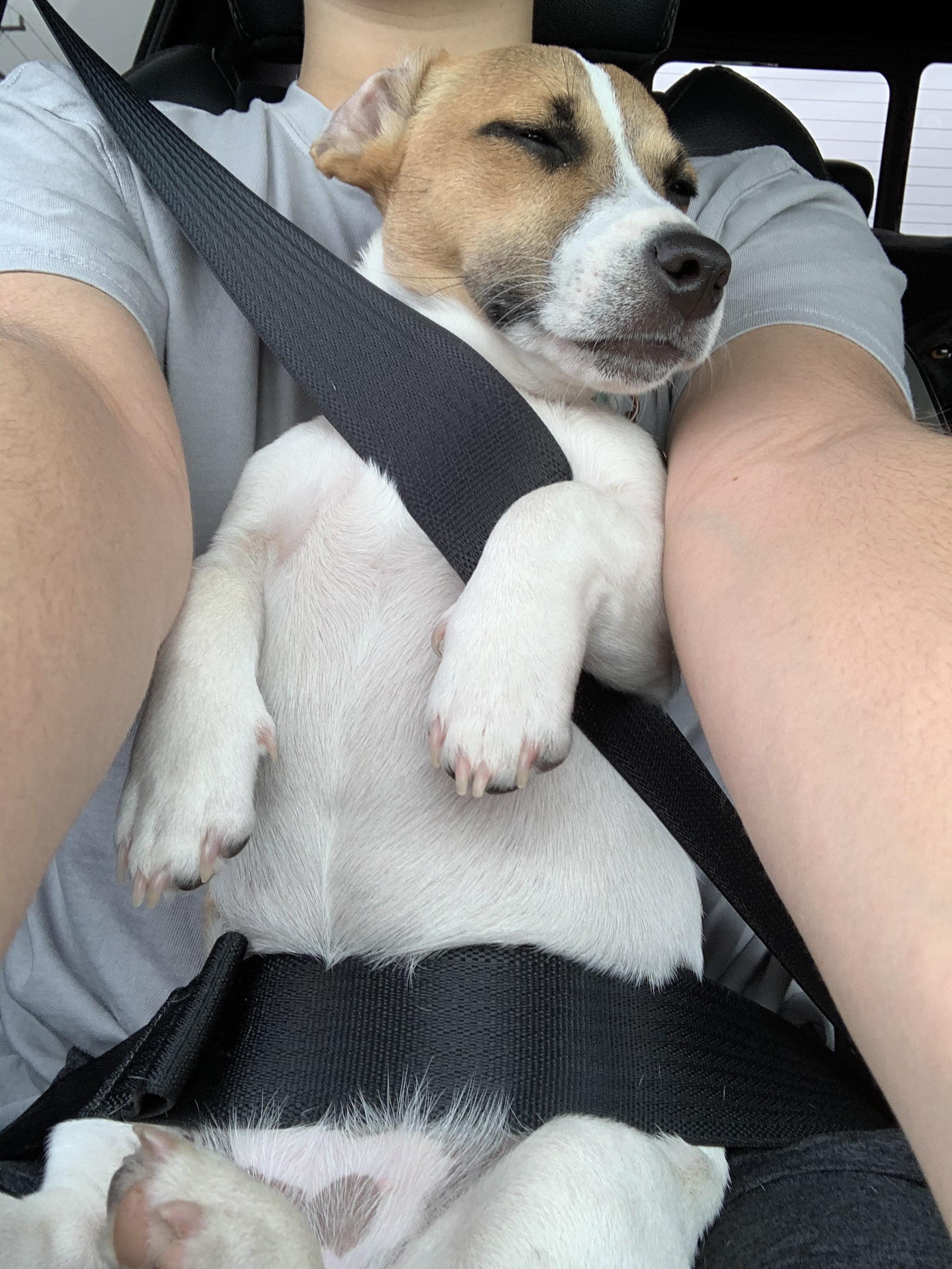 The way my dog sits r/aww