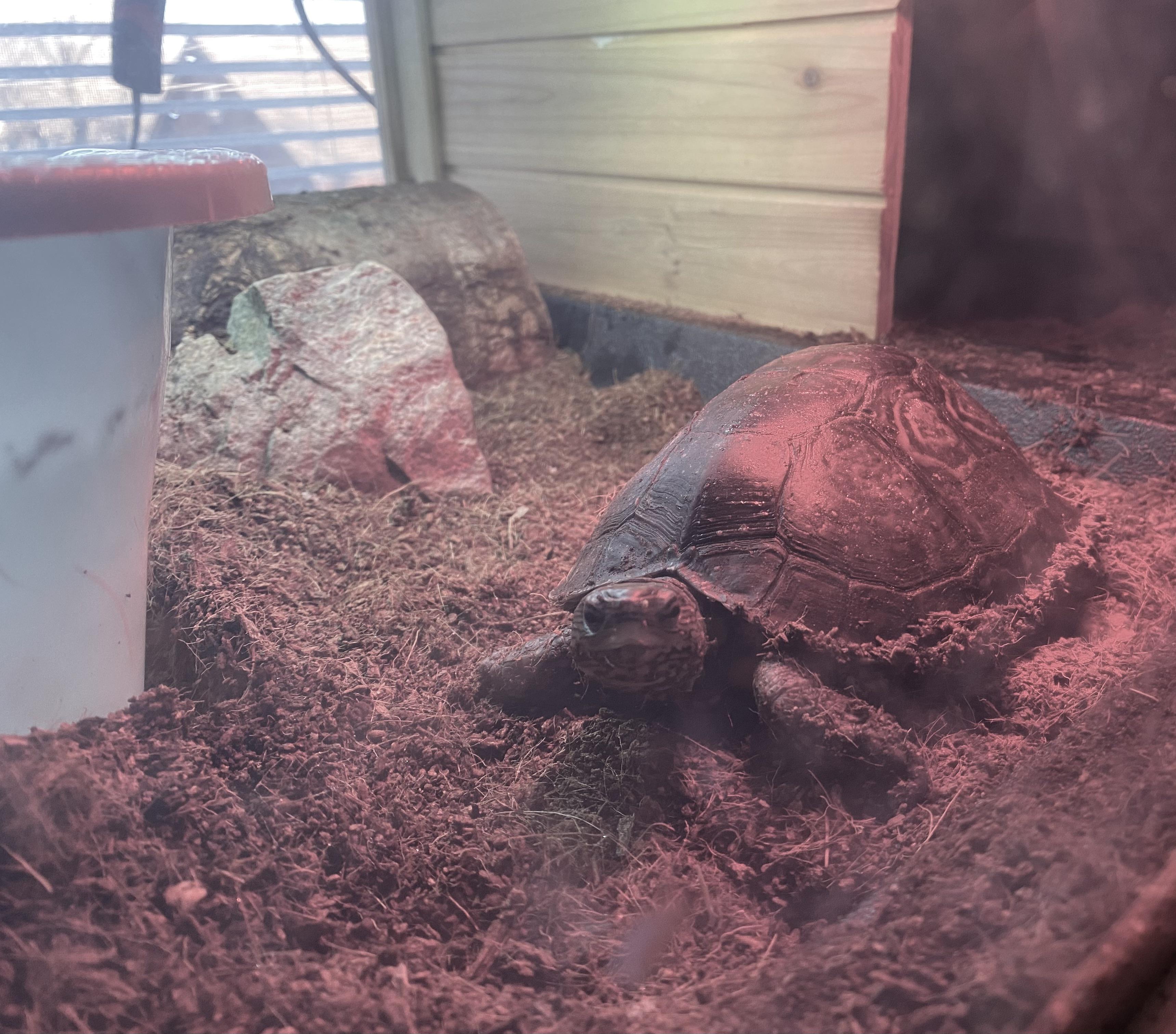 SemiAquatic turtle owners do you keep a constant heat source in the
