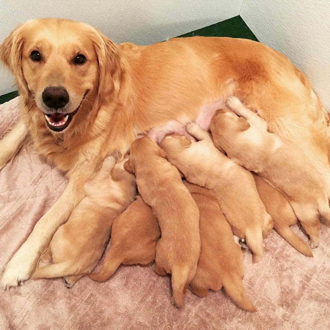 Smiling momma and her puppies PuppySmiles