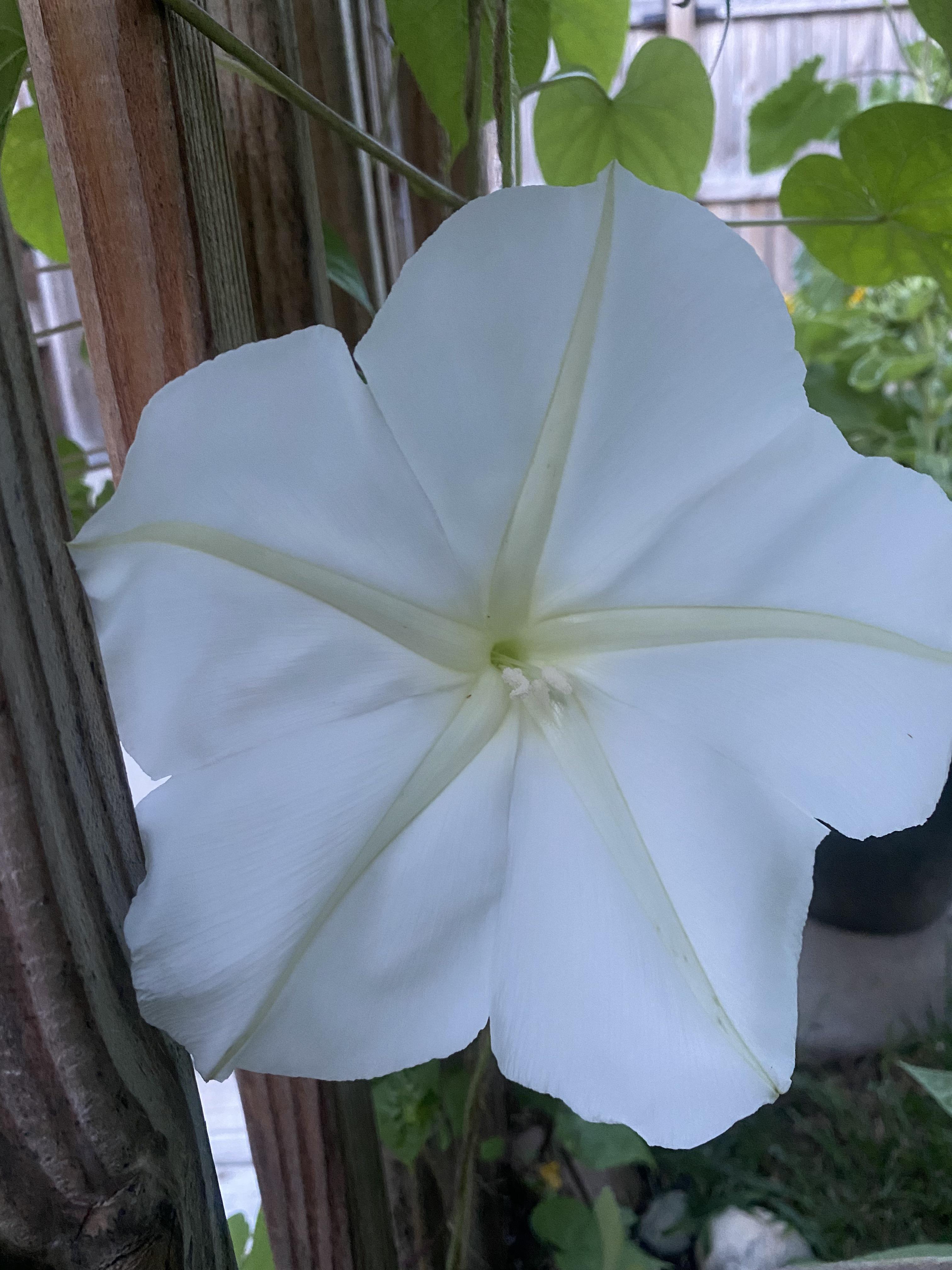 My lady Moonflower finally made her appearance. Smells like heaven. r