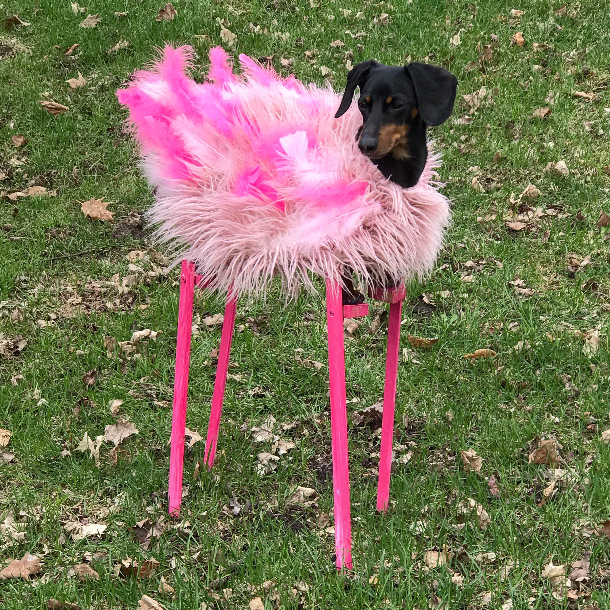 PsBattle This flamingo dog
