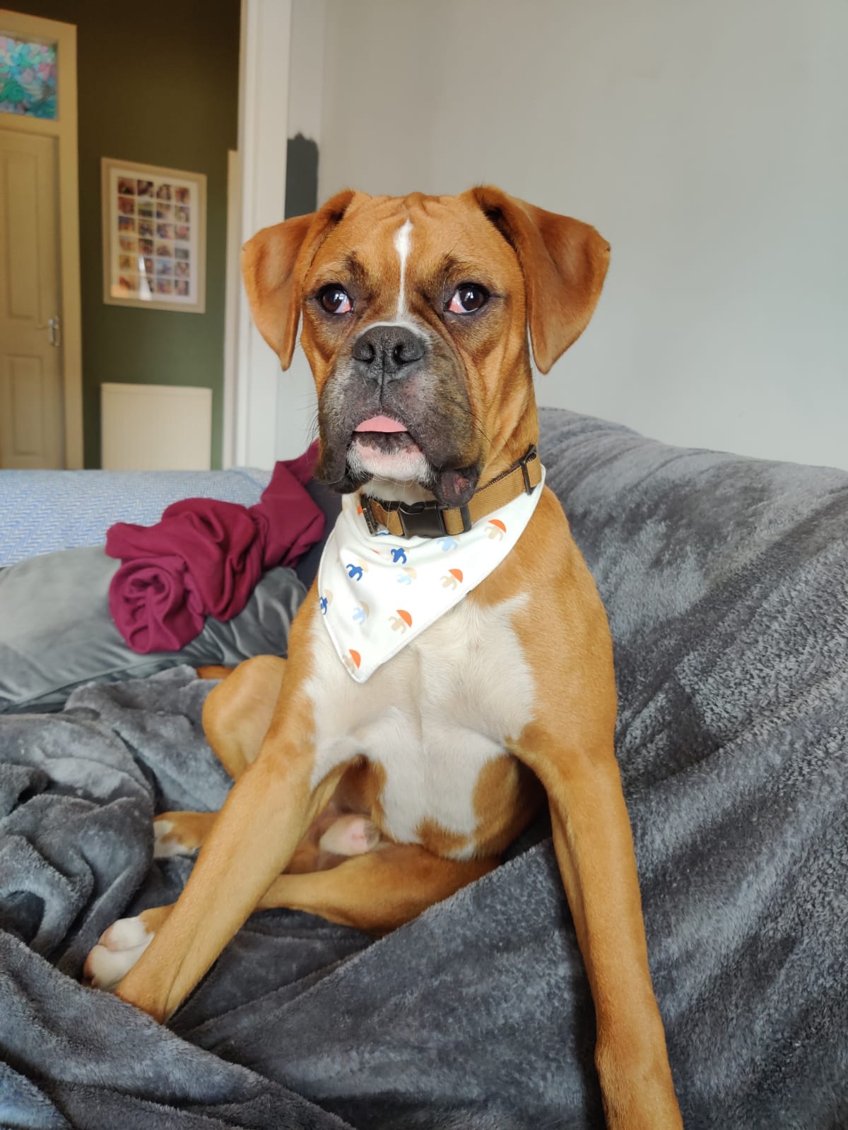 Are Boxers Good Hiking Dogs