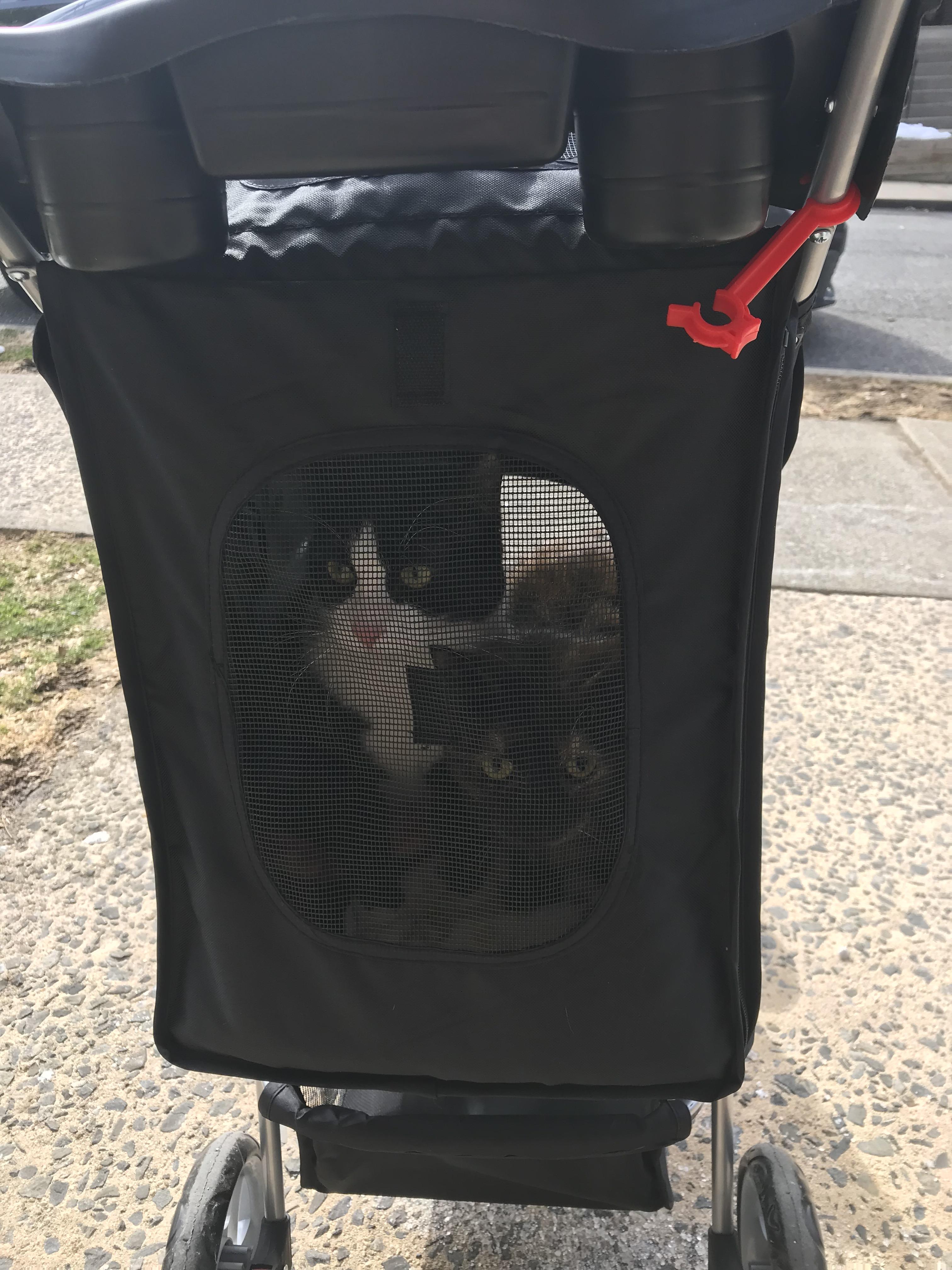 One of my proudest cat lady moments happened today, I took these two goons on their first