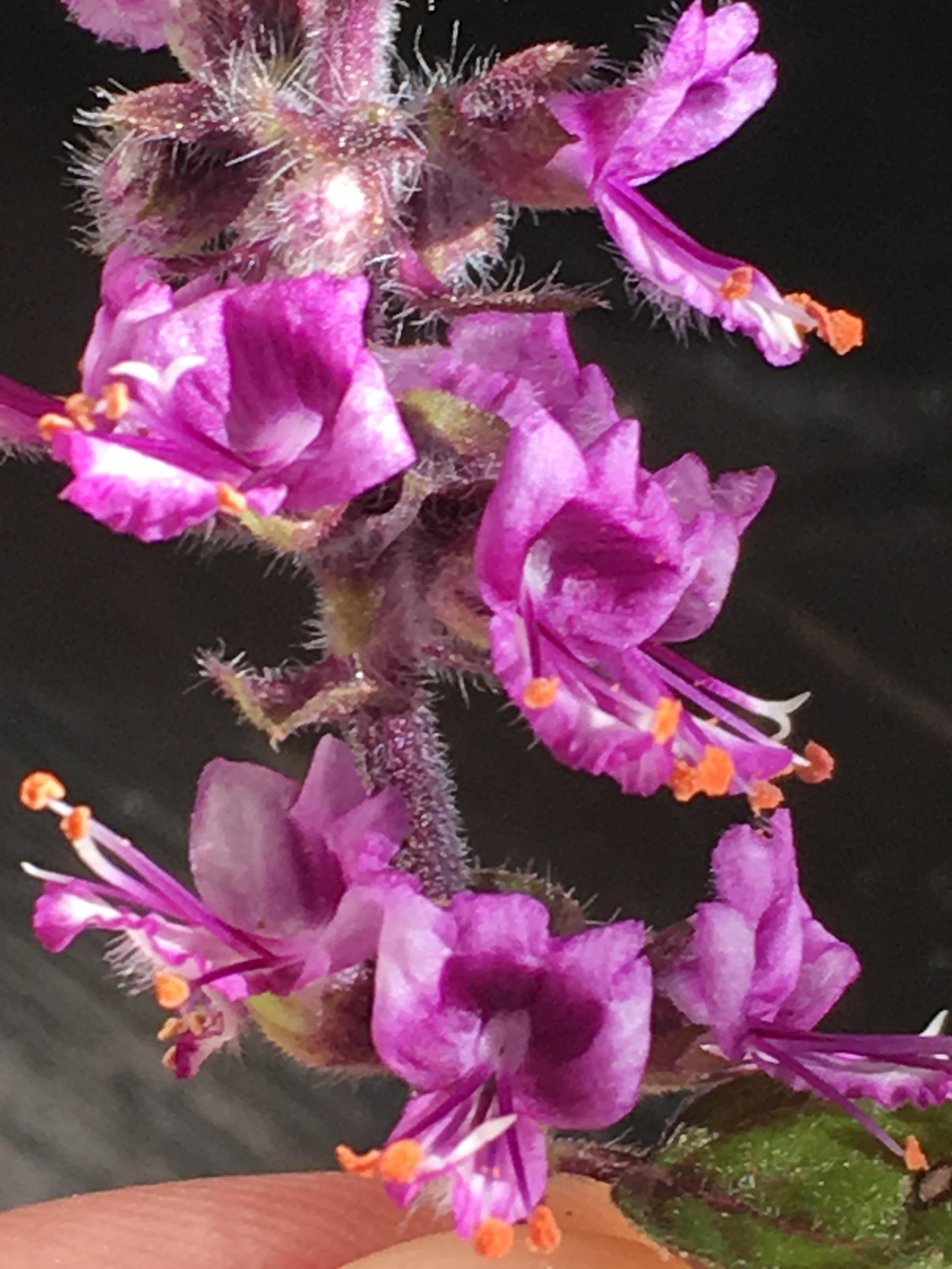 My African blue basil up close, the flowers are edible as well! r
