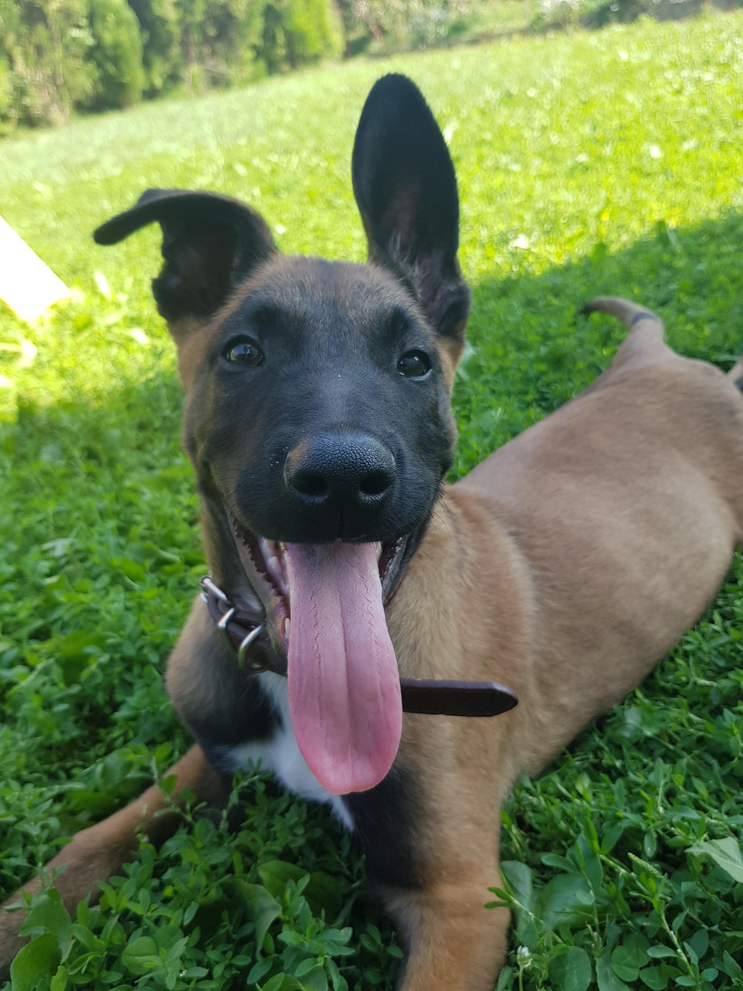 Meet Janki, a 4 month old Belgian Malinois ) Question Should i be concerned that one ear(as