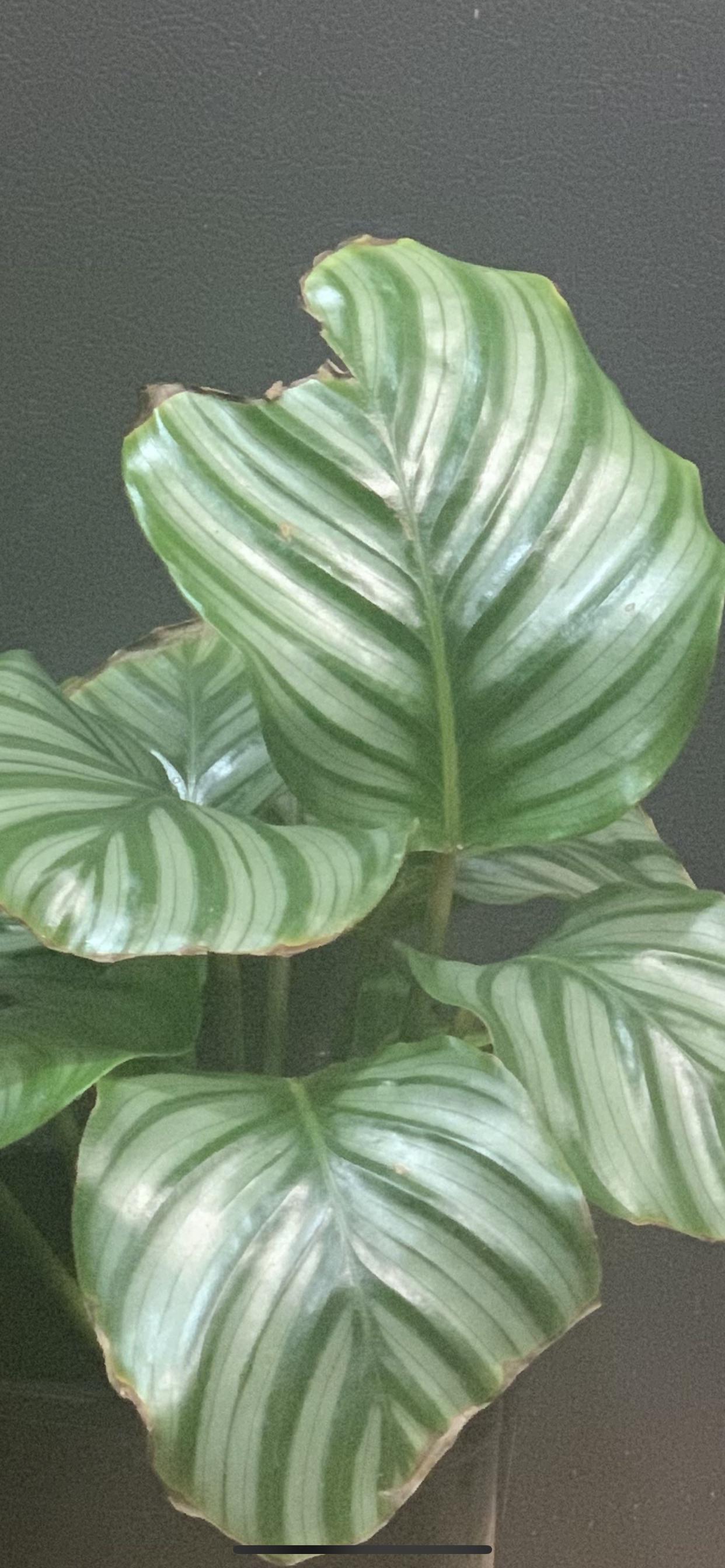 So I recently cut off most of the brown crispy edges off my very dramatic calathea, if I cut