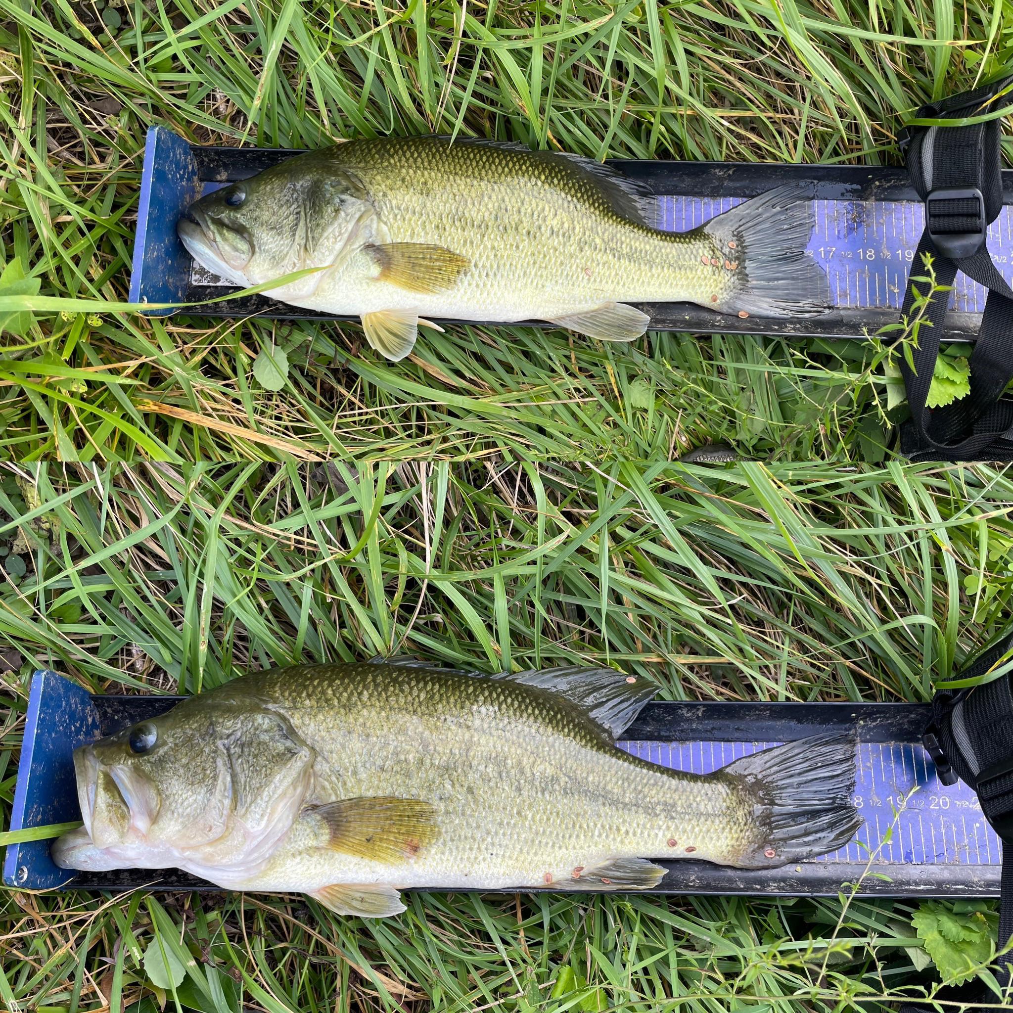 Good night of buzzbaits in IL r/bassfishing