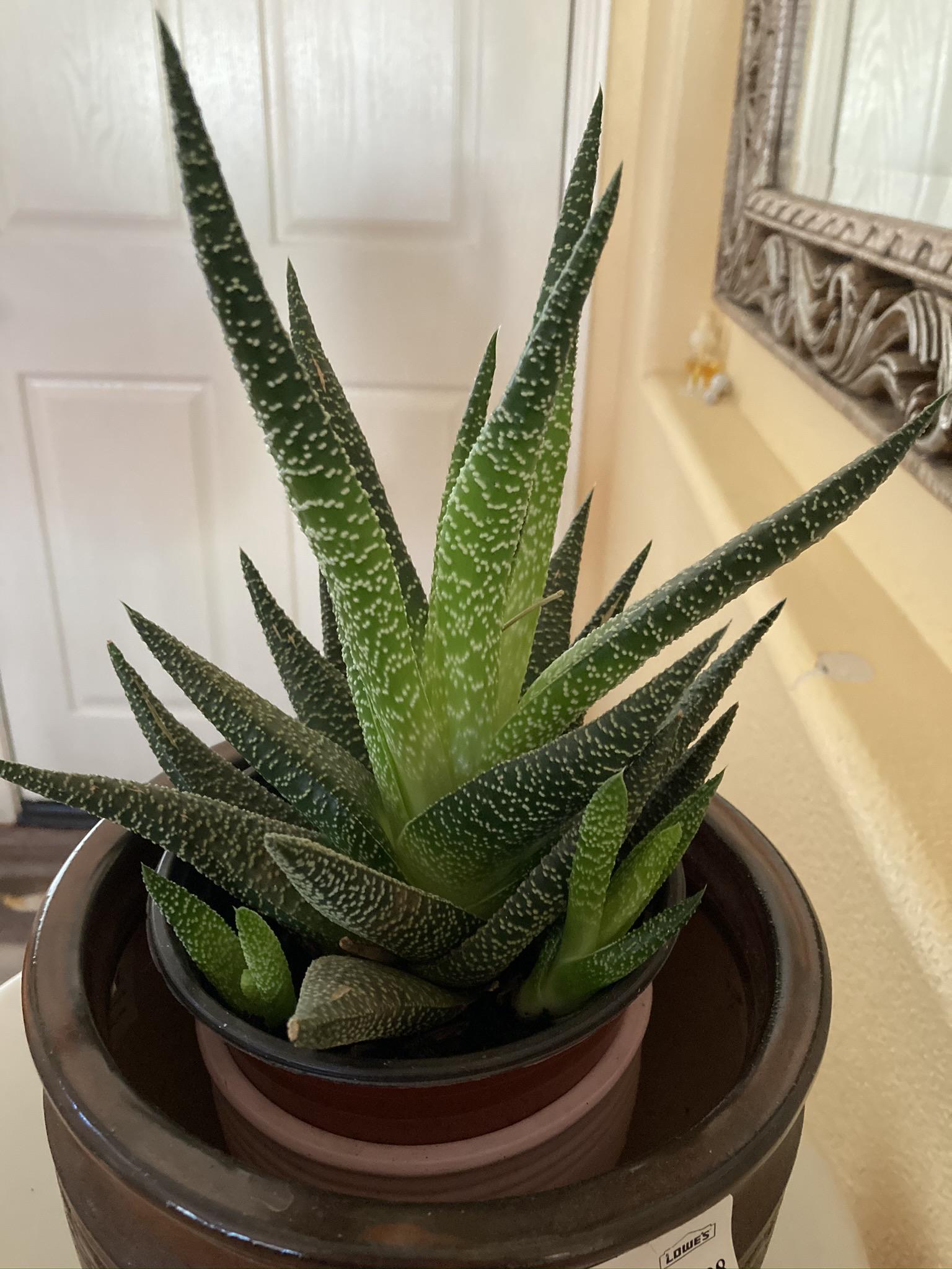 Real or fake? r/succulents